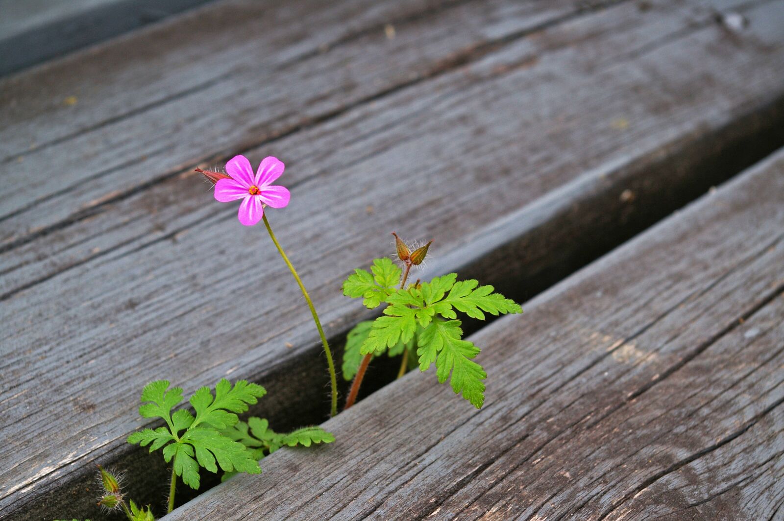 Pentax *ist DL2 sample photo. Plant, stairs, nature photography