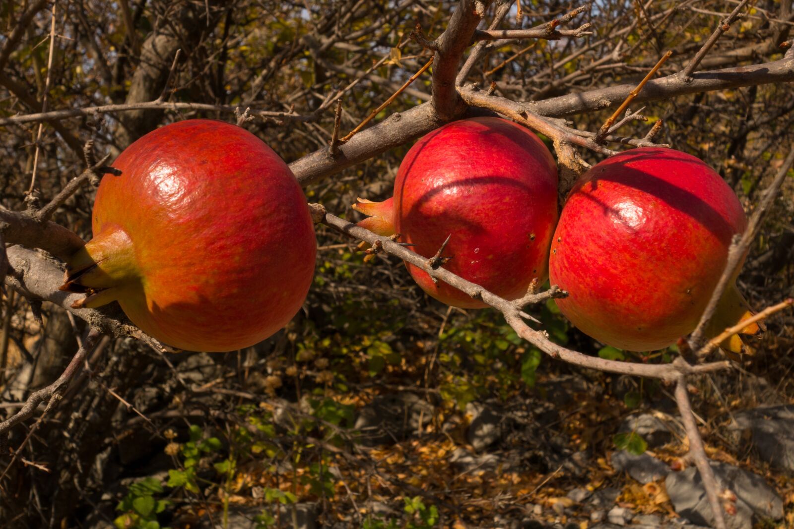 Sony Cyber-shot DSC-RX100 II sample photo. Pomegranate, fruit, red photography