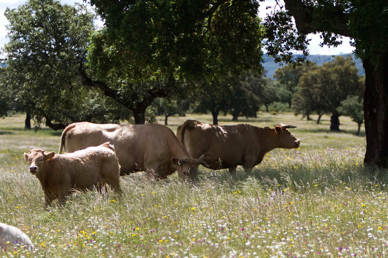 Canon EOS 7D + Canon EF 70-200mm F2.8L IS USM sample photo. Extremadura spain, cows, meadow photography