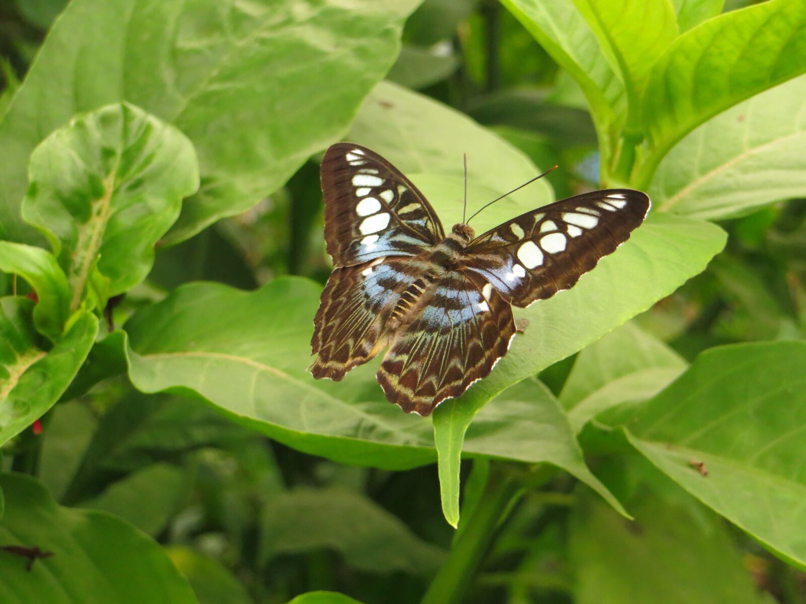 Canon PowerShot SX240 HS sample photo. Butterfly, insect, animal photography