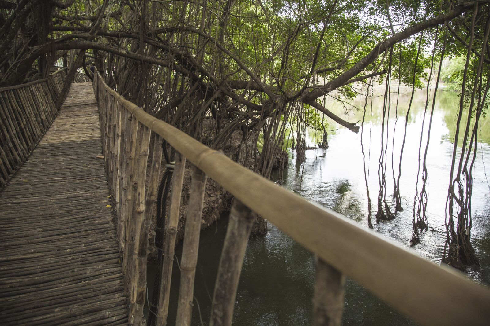 Canon EOS 6D + Canon EF 24-105mm F4L IS USM sample photo. Elephant, suspension bridges, trees photography