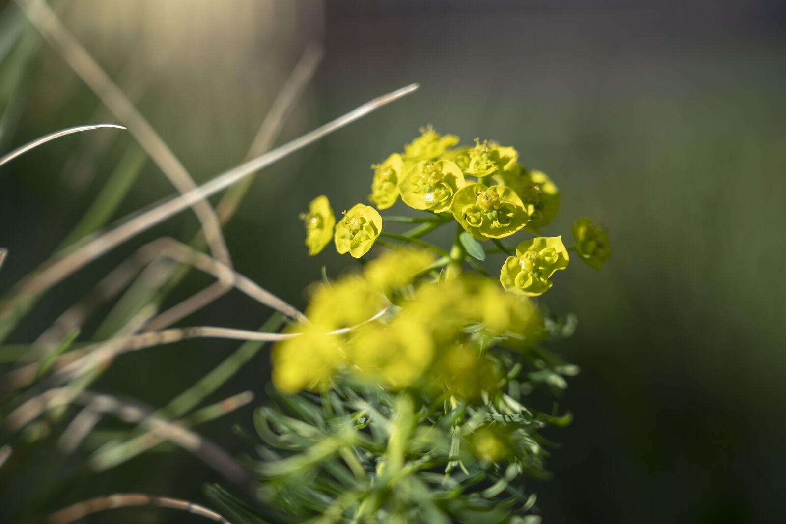 Sony FE 24-105mm F4 G OSS sample photo. Flowers, kvetinky, nature photography