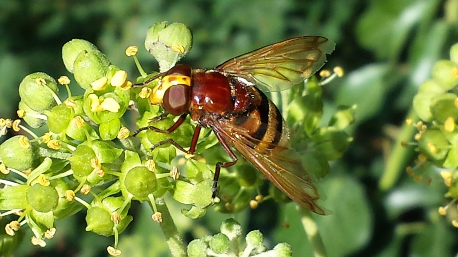 Samsung Galaxy S4 sample photo. Hoverfly, insect, pollination photography