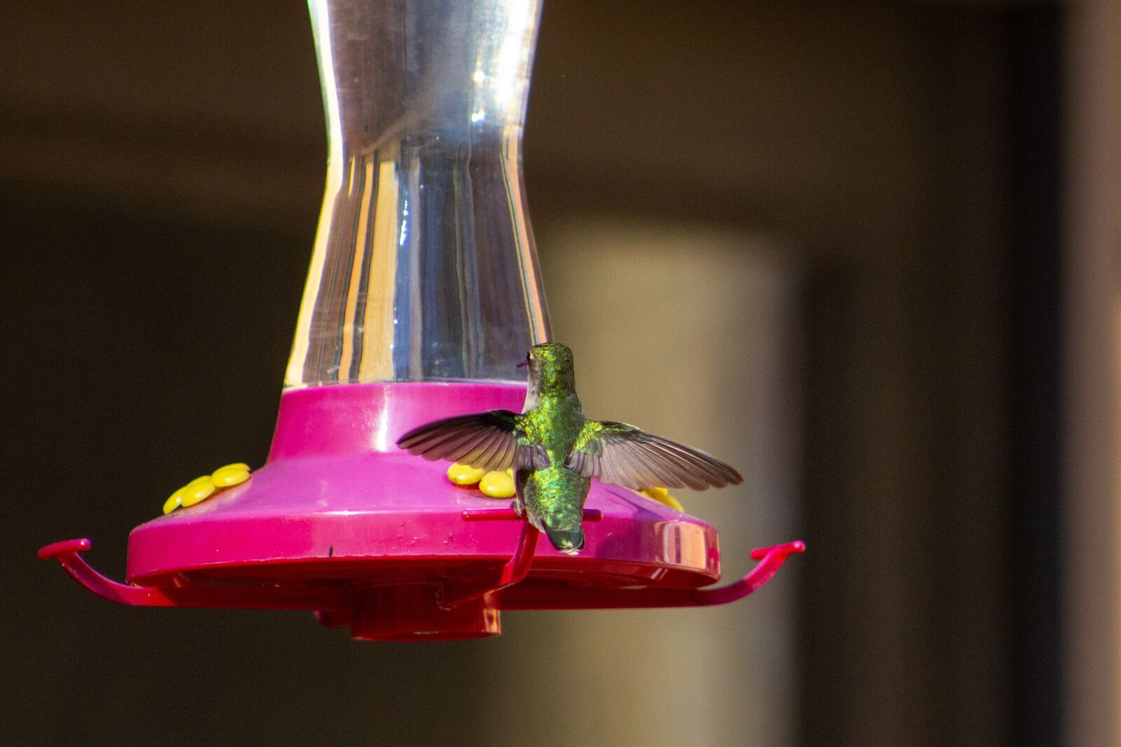 Canon EF75-300mm f/4-5.6 sample photo. Hummingbird, wings, wingspan photography