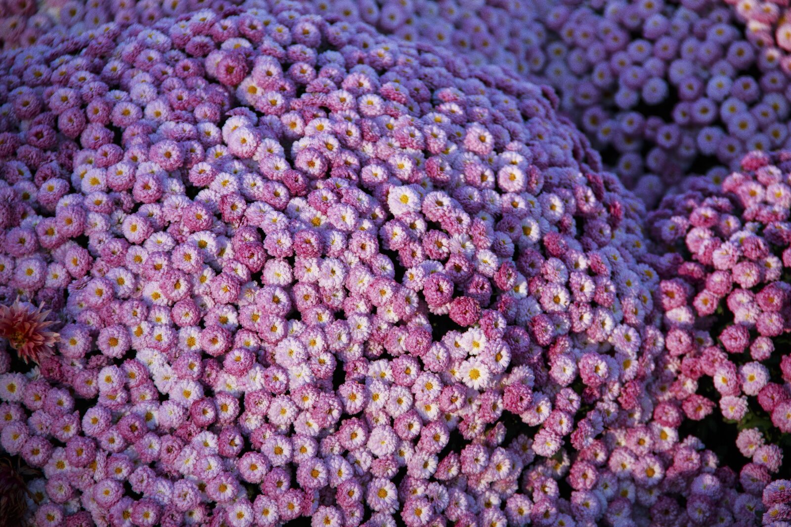 Canon EOS 650D (EOS Rebel T4i / EOS Kiss X6i) sample photo. Autumn, chrysanthemum, flowers photography