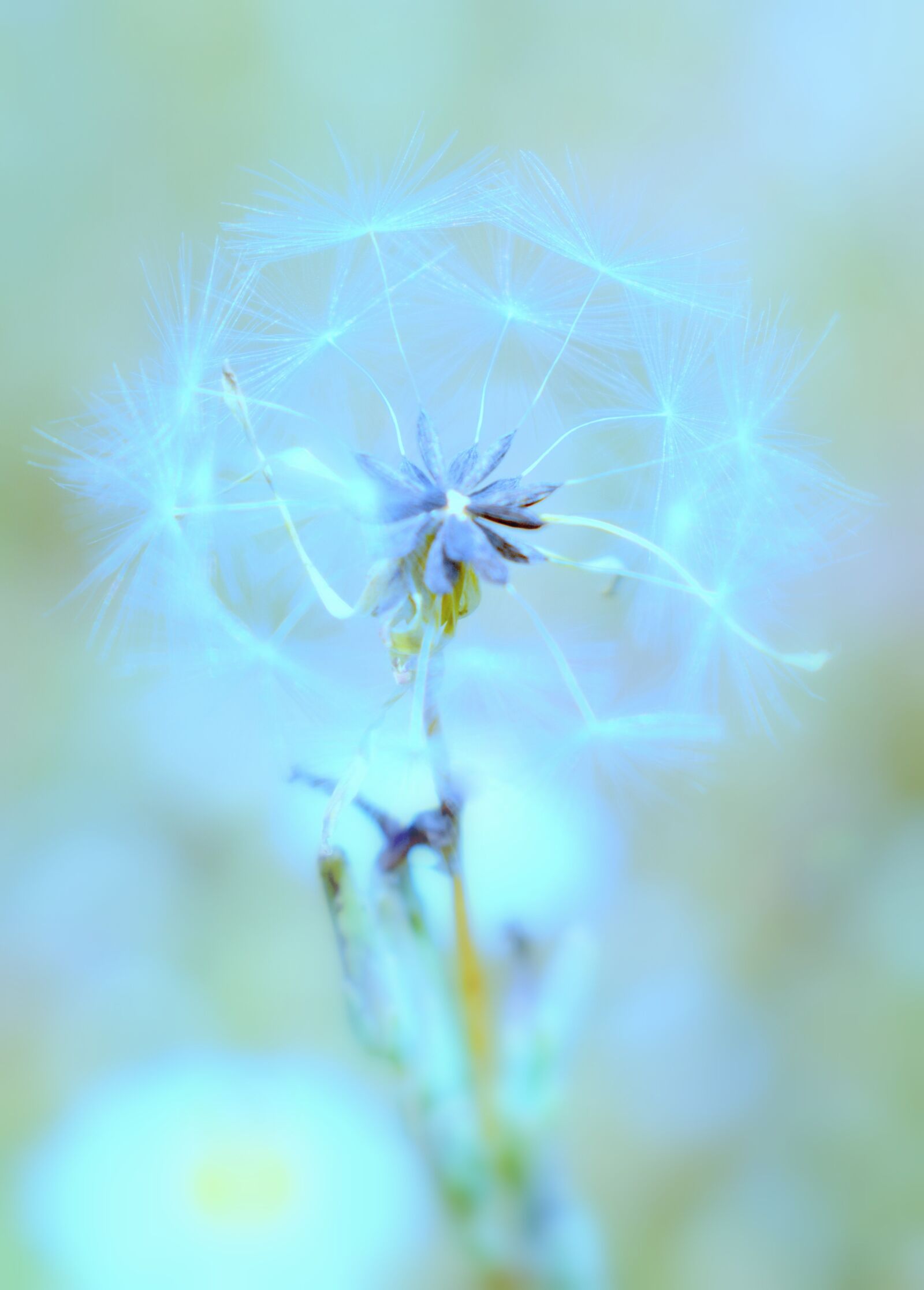 Nikon D3300 sample photo. Dandelion, flower, nature photography