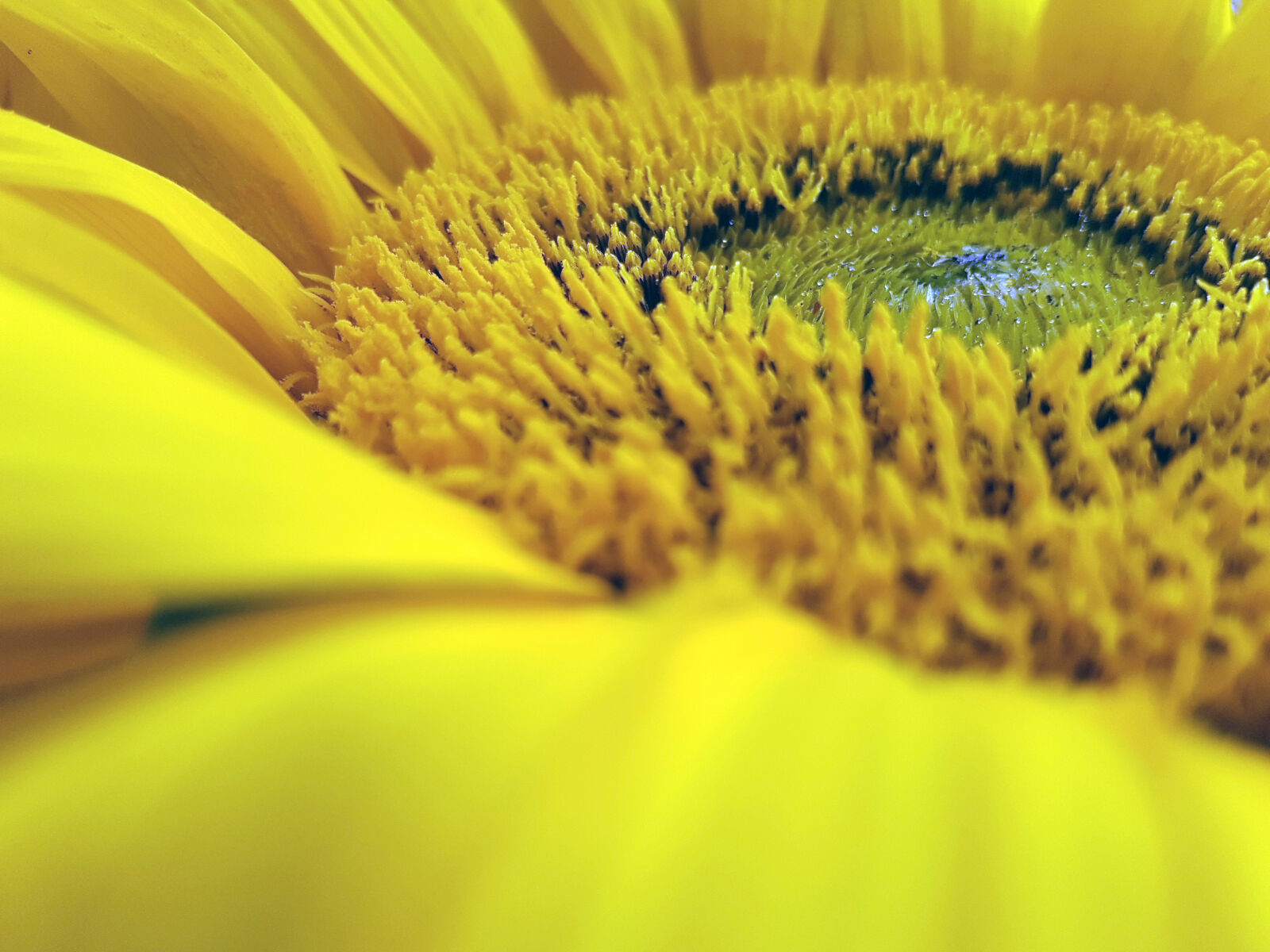 Samsung Galaxy S7 Edge Rear Camera sample photo. Flower, yellow photography