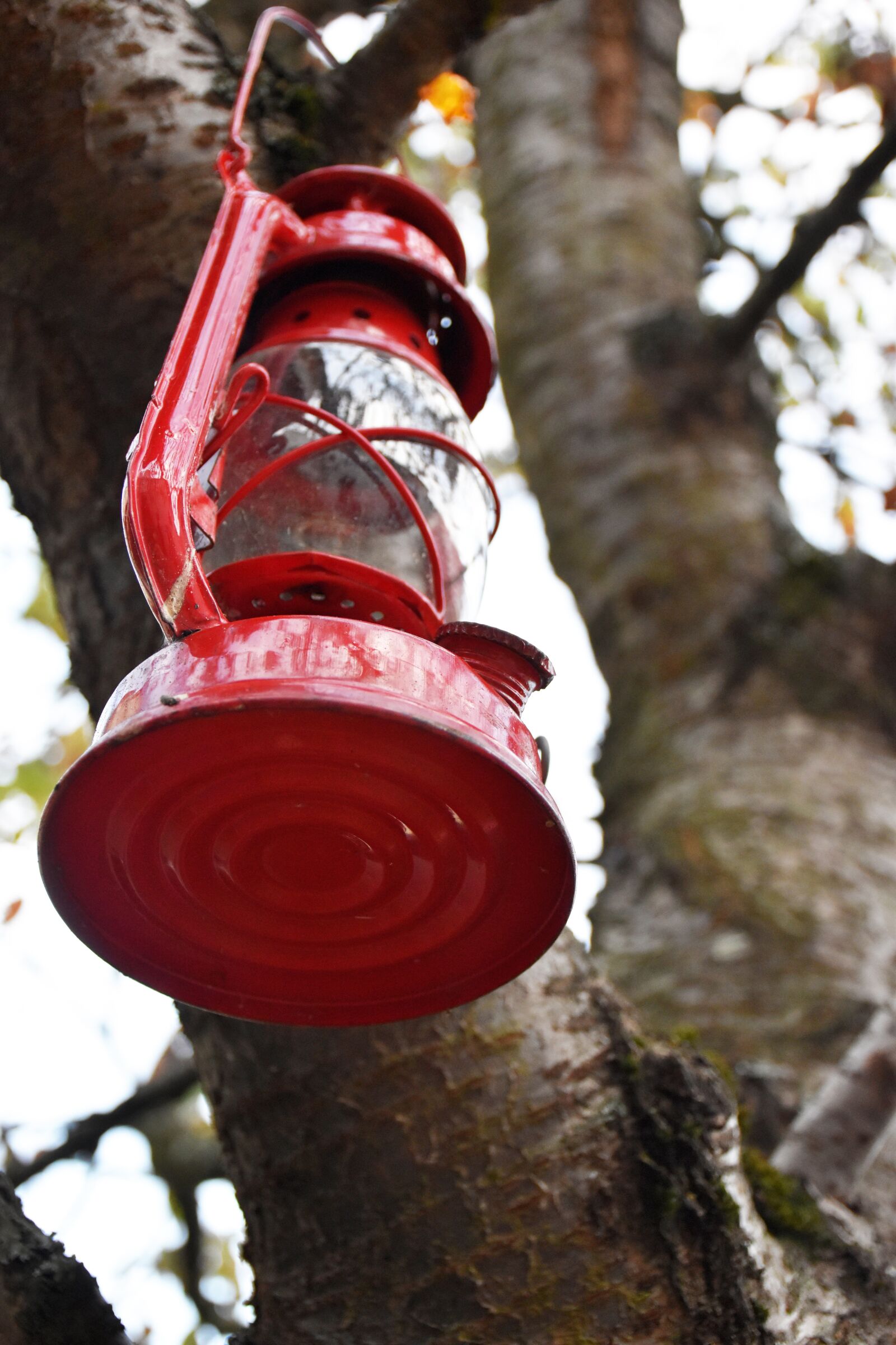 Nikon D5500 sample photo. Lamp, tree, red photography