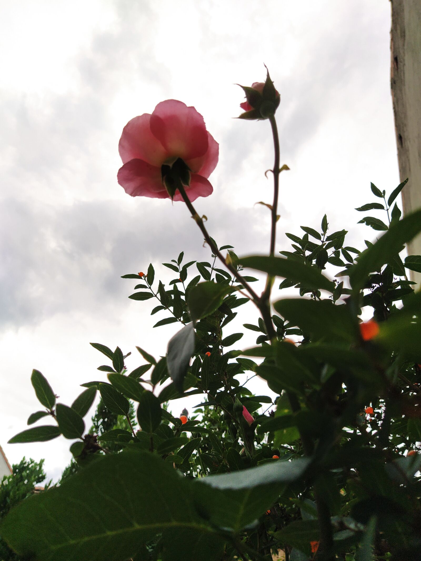 Xiaomi Mi A3 sample photo. Rosa, cloud, garden photography