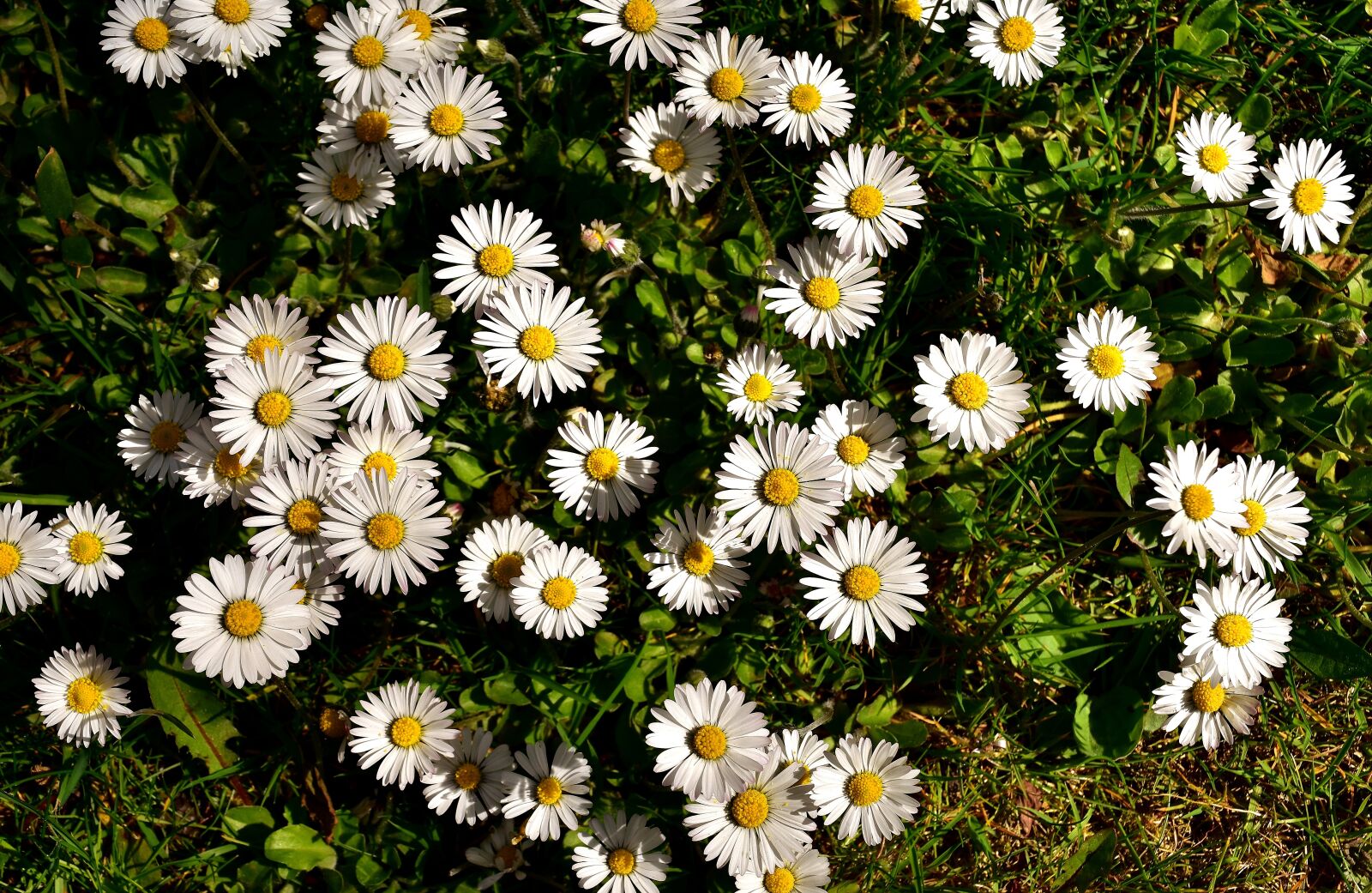 Nikon D7200 sample photo. Daisy, meadow, flower photography