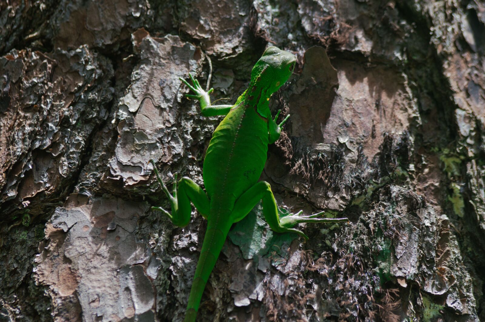 Nikon D3200 sample photo. Reptile, costa rica, zoo photography
