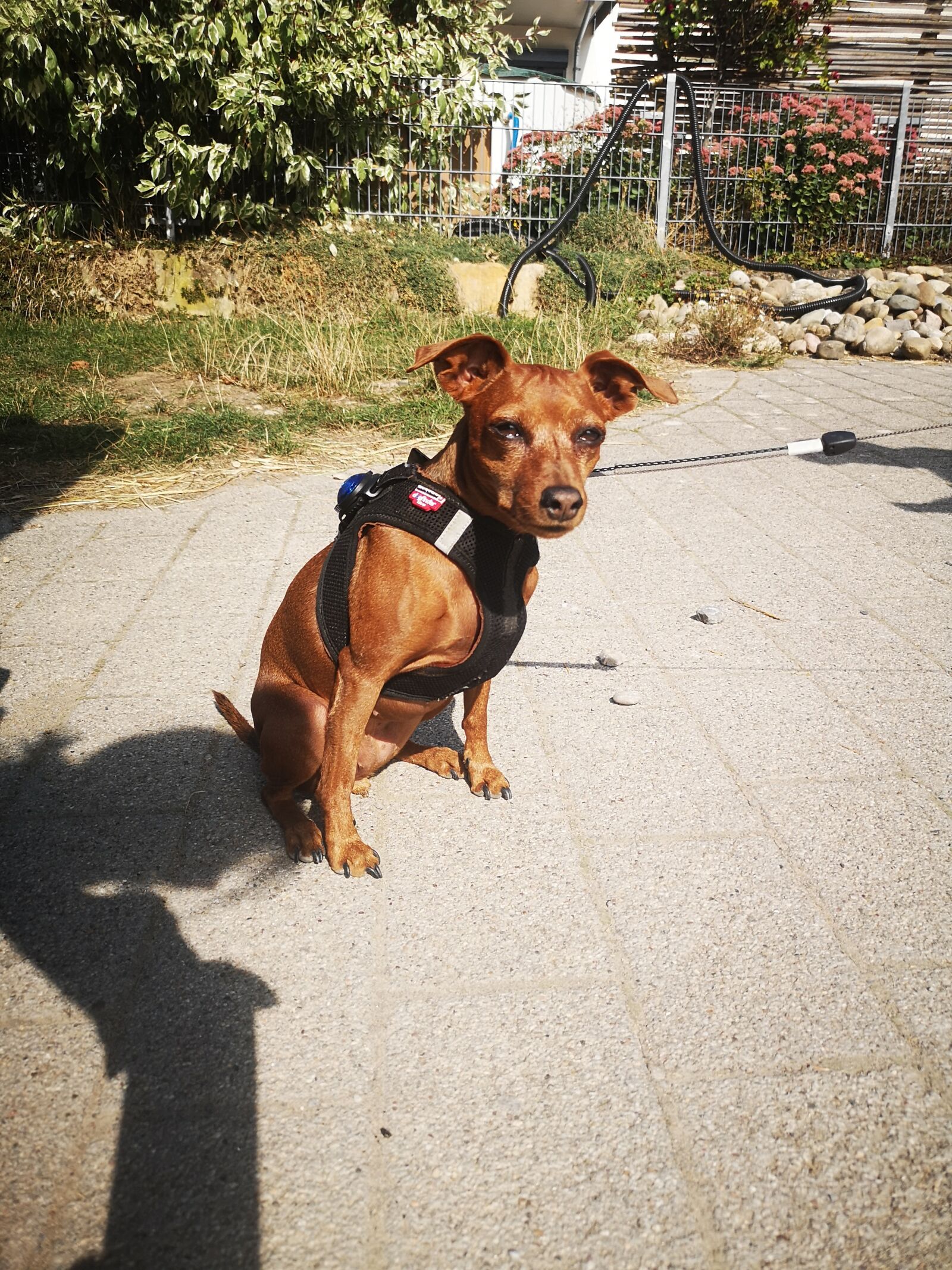 HUAWEI CLT-L29 sample photo. Dog, reh pinscher, leash photography