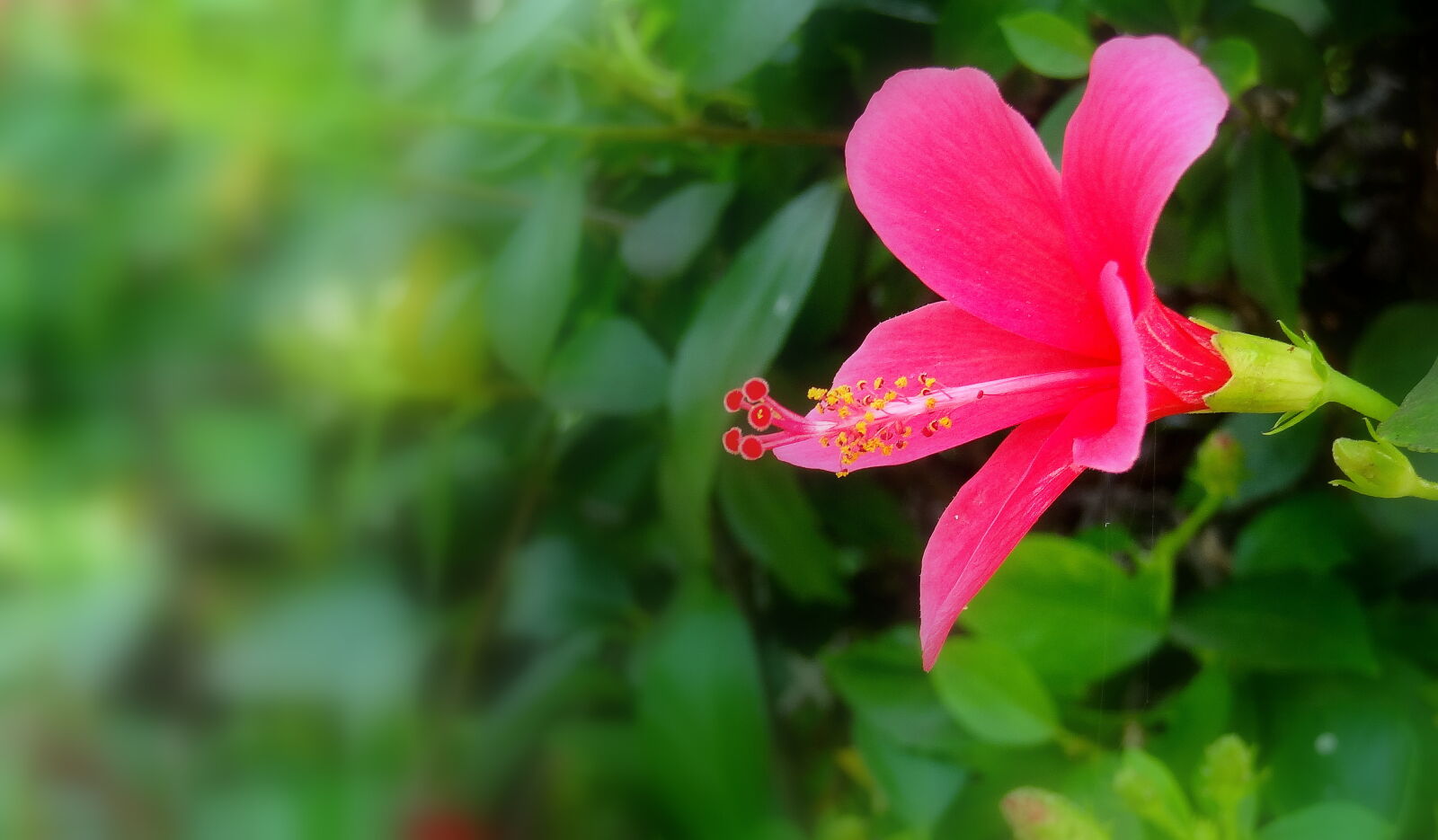 Sony Cyber-shot DSC-HX9V sample photo. Hibiscus, flower photography