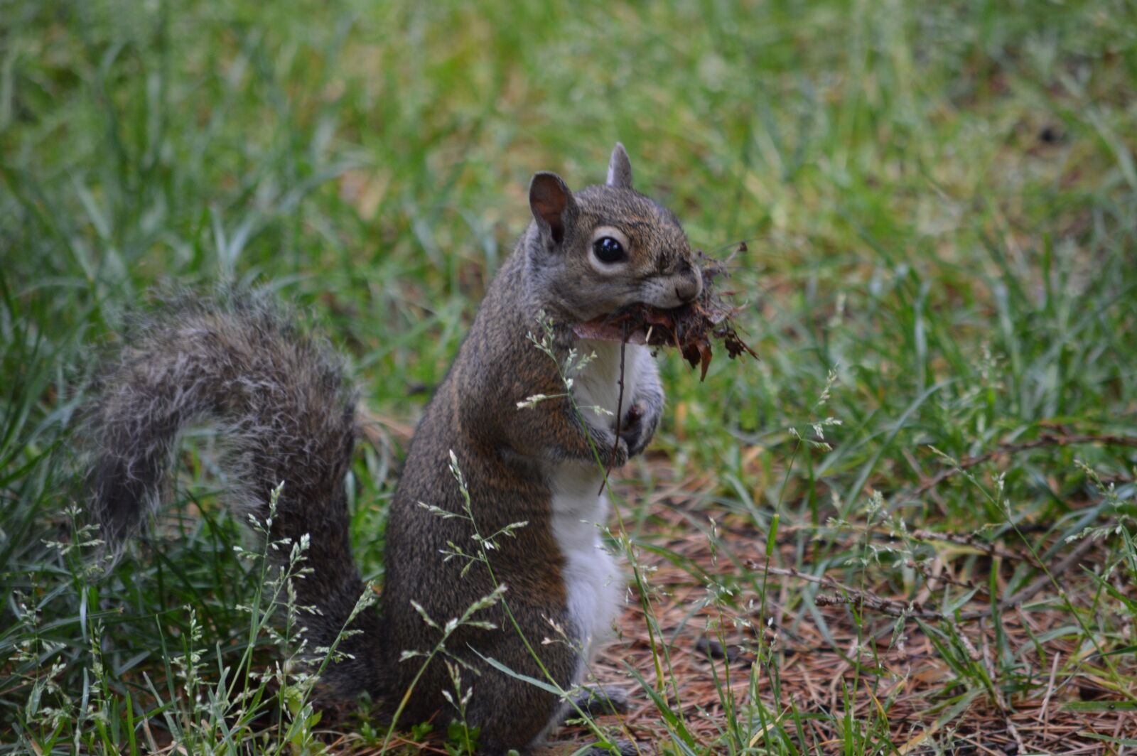 Nikon D3200 sample photo. Squirrel, forest, nature photography