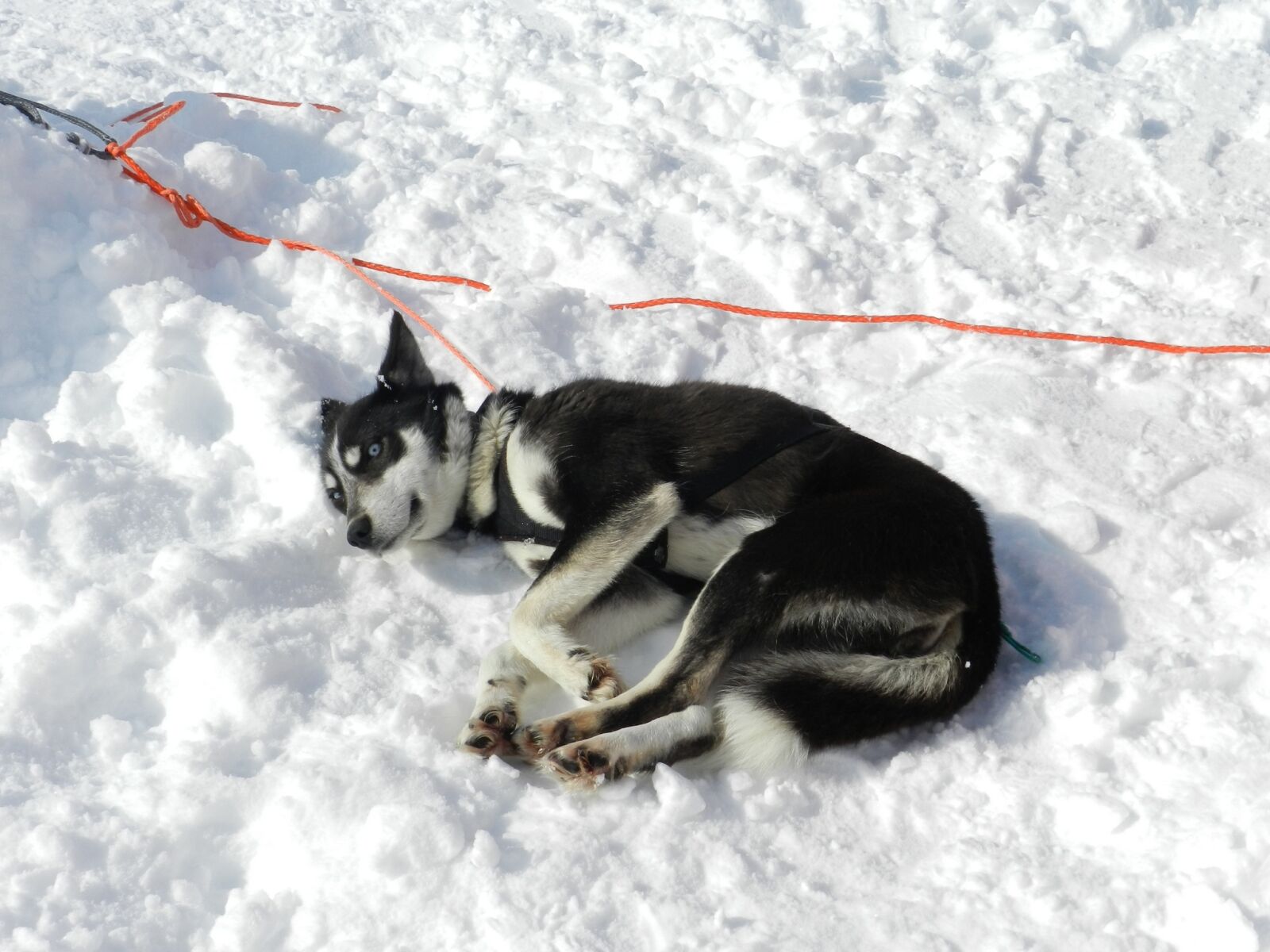 Nikon Coolpix P500 sample photo. Dog, laika, husky photography