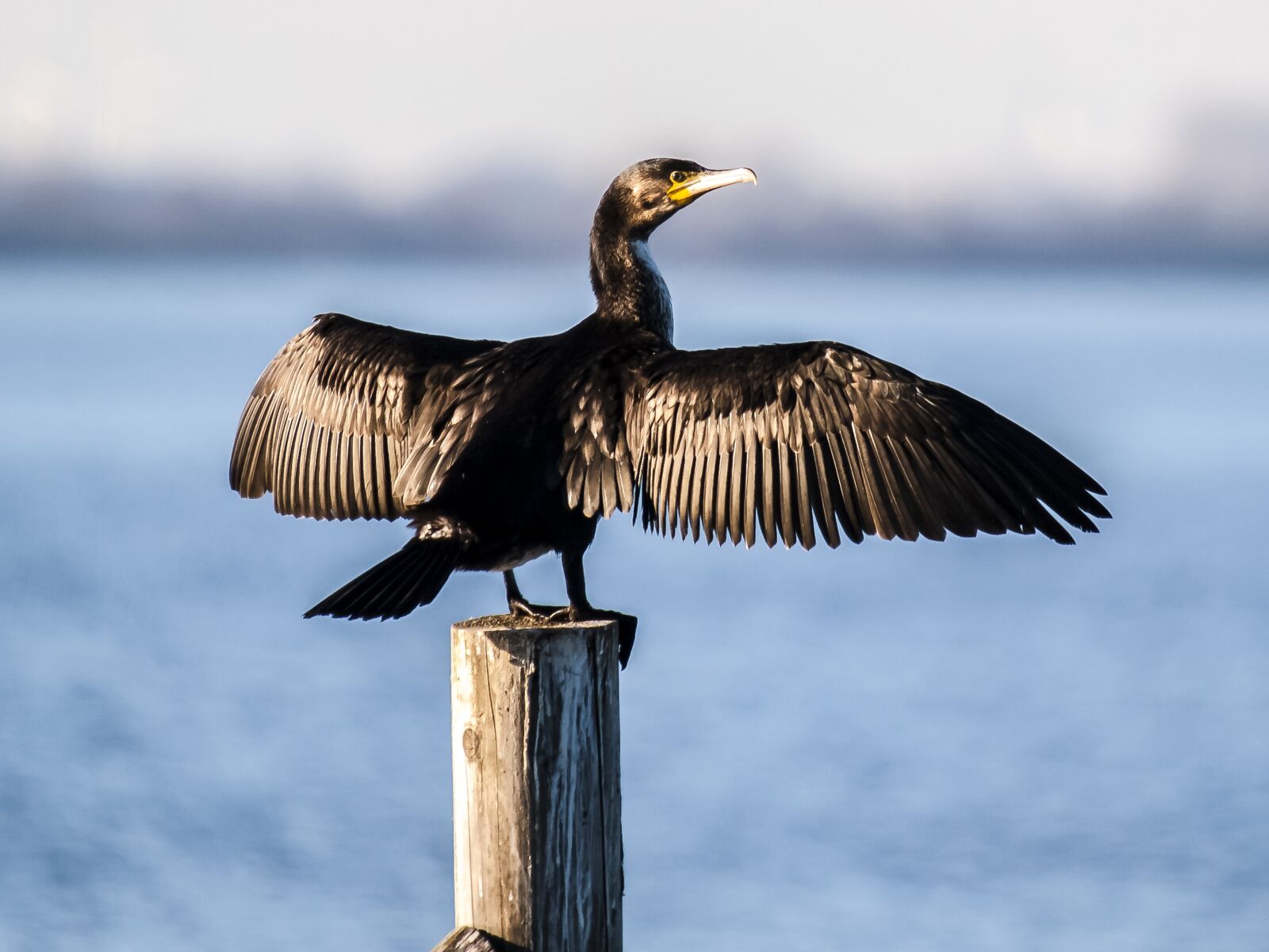 Olympus E-3 sample photo. Cormorant, bird, water bird photography