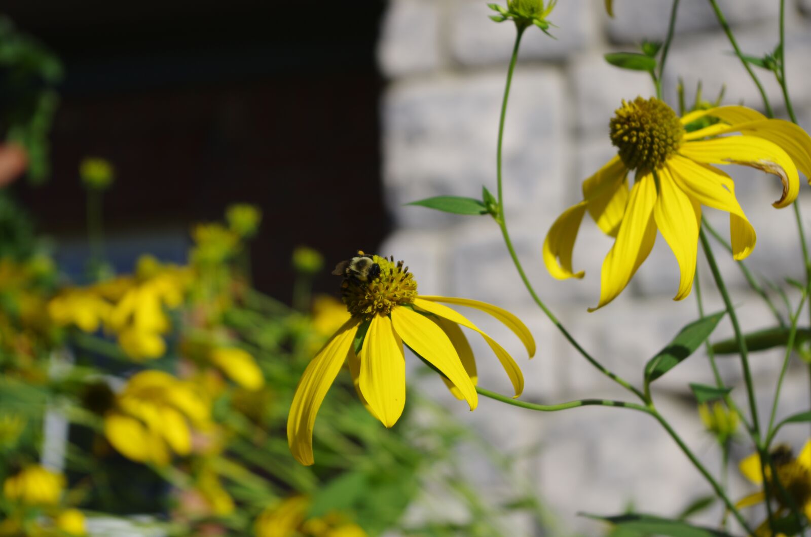 Pentax K-5 sample photo. Summer, flowers, yellow photography