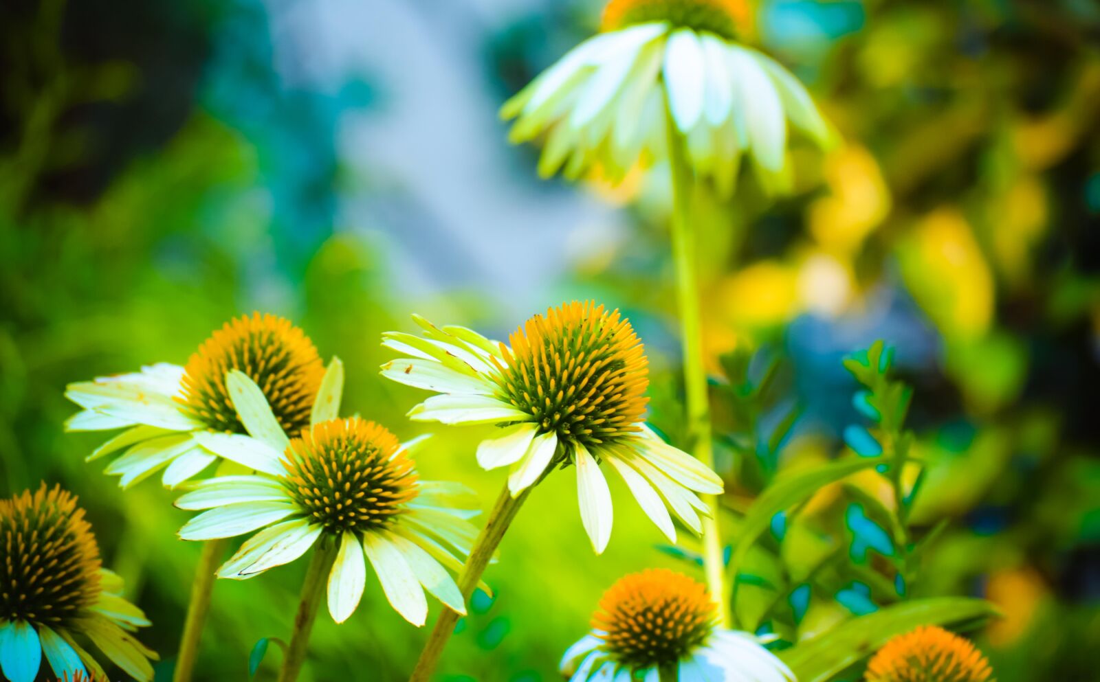 Nikon D5300 sample photo. Nature, summer, flower photography