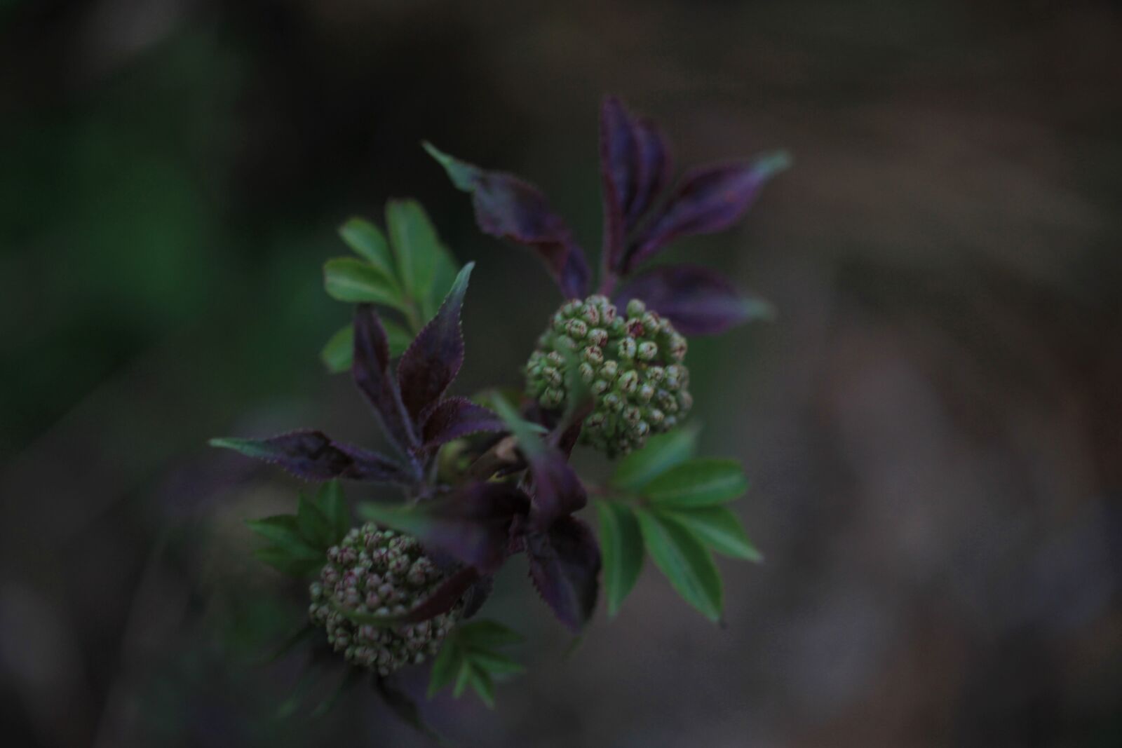Canon EOS 7D sample photo. Spring, blossom, bloom photography