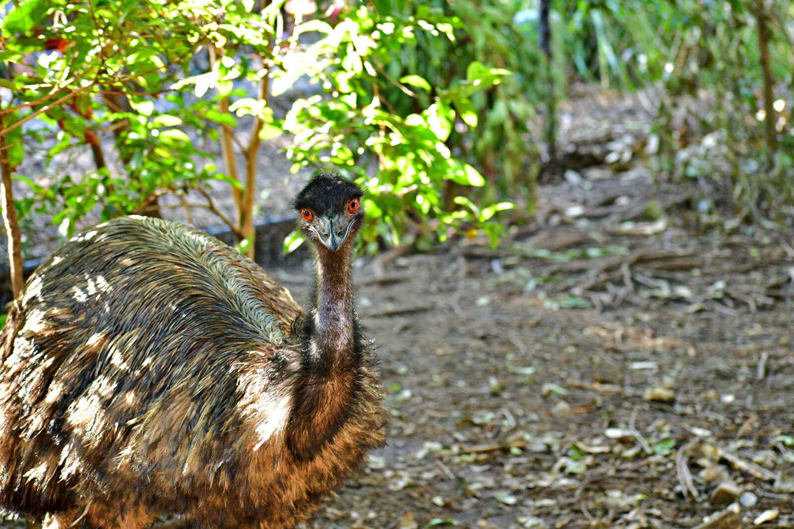 Nikon D7500 sample photo. Emu, birds big eyes photography
