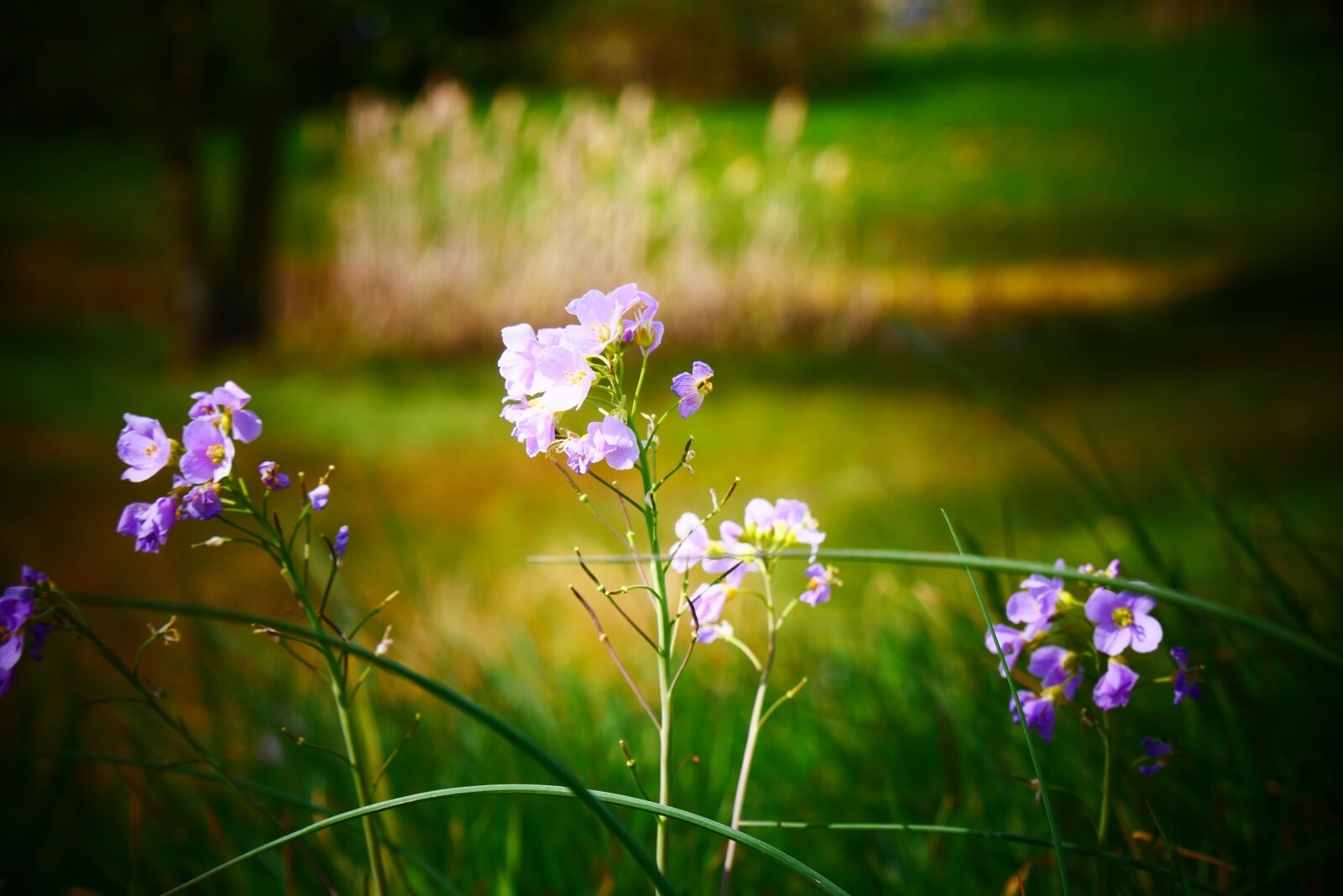 Panasonic Lumix DMC-G85 (Lumix DMC-G80) sample photo. Flower, flowers, nature photography