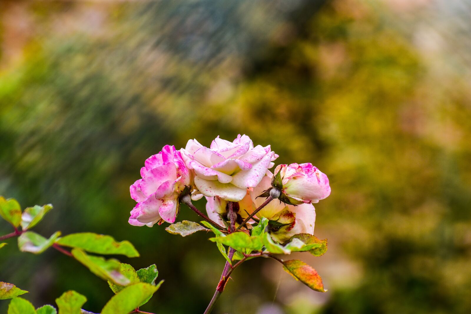 Nikon D3400 sample photo. Rosa, bella, flower photography