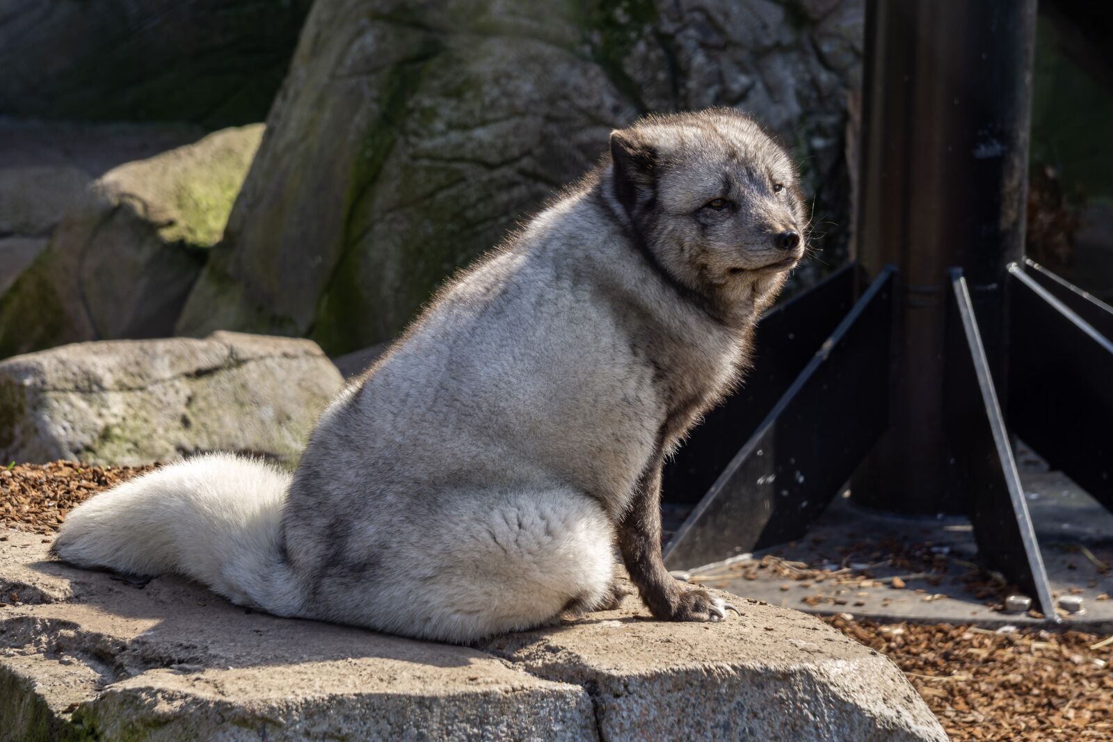 Sony a6000 sample photo. Mammal, nature, animal photography