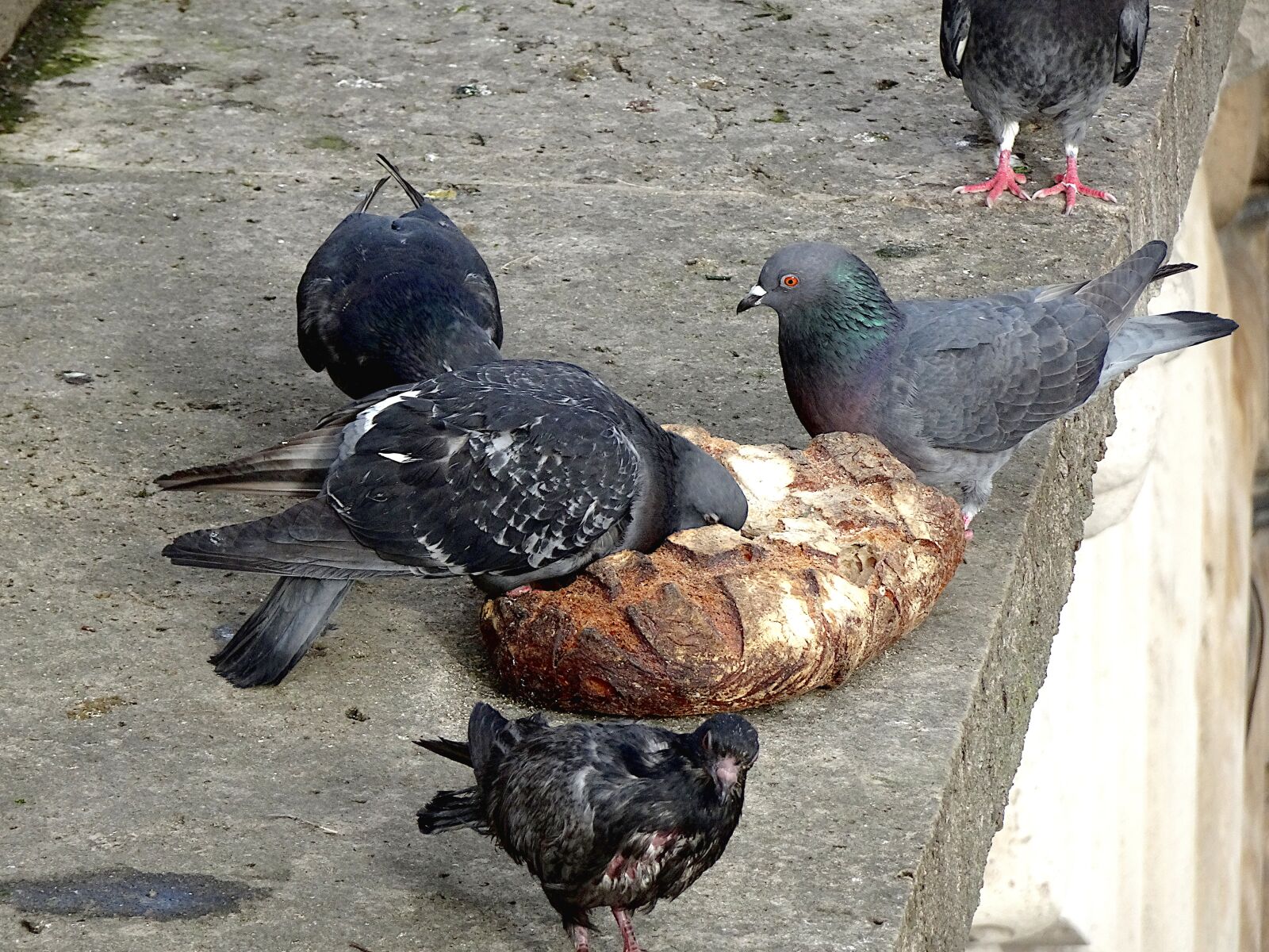 Sony Cyber-shot DSC-HX90V sample photo. Pigeons, birds, gray color photography