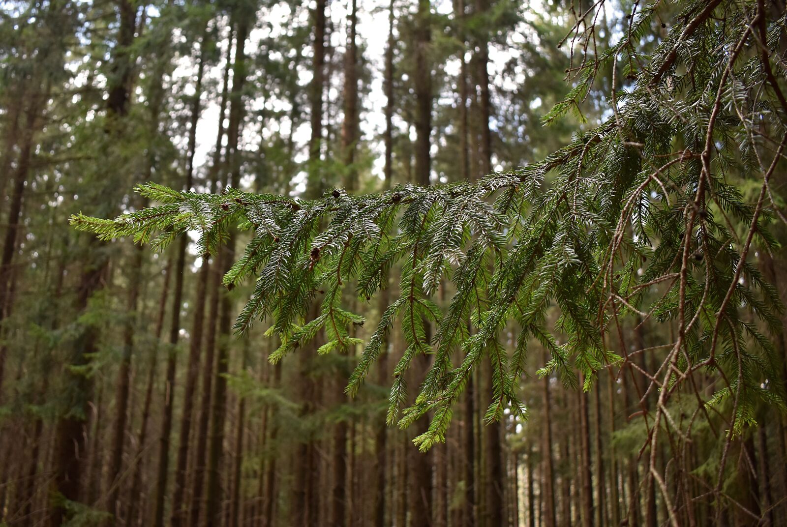 Nikon D3500 sample photo. Needles, forest, branch photography