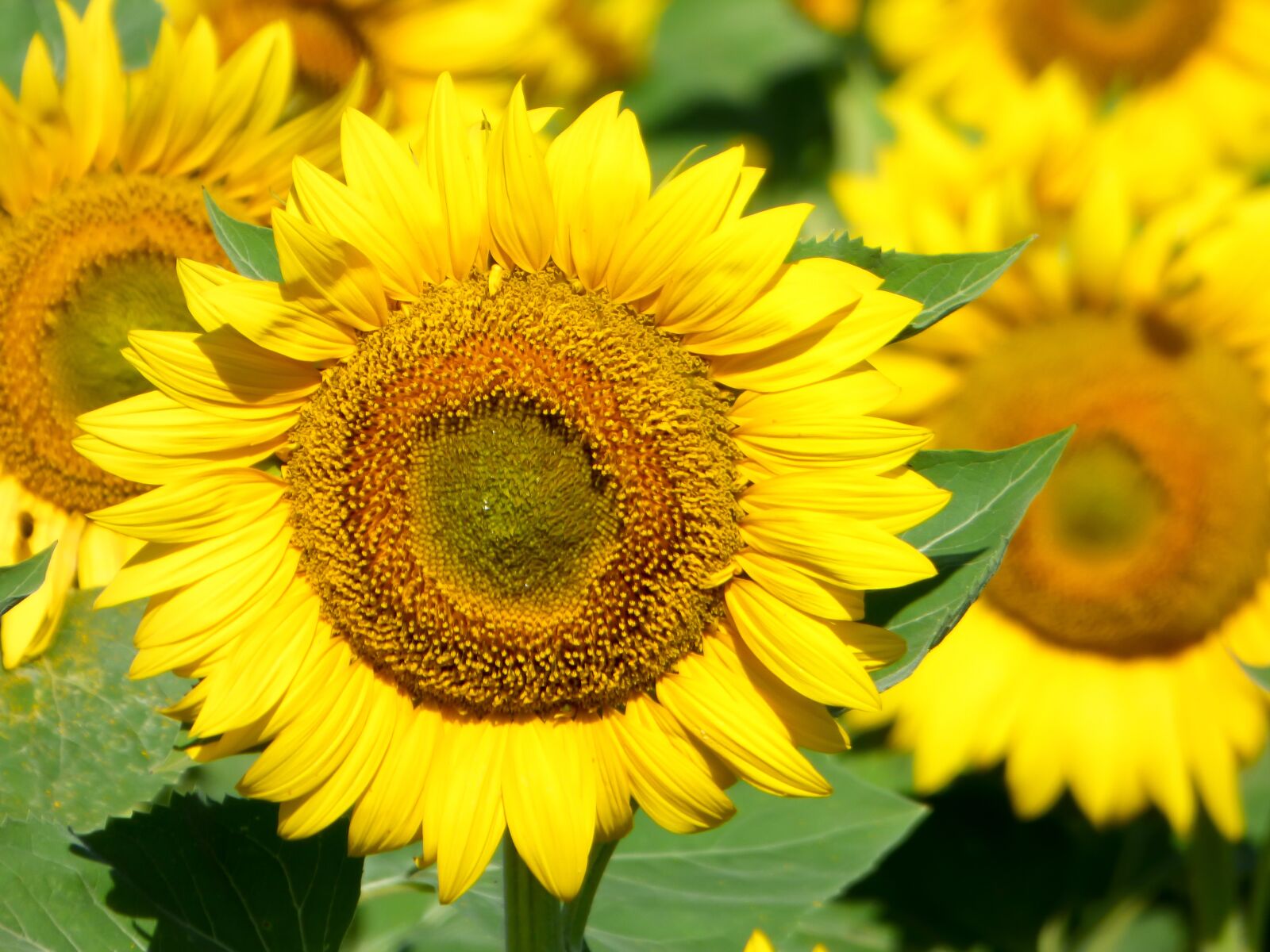 Panasonic DMC-FZ72 sample photo. Sunflower, flower, sunflower field photography