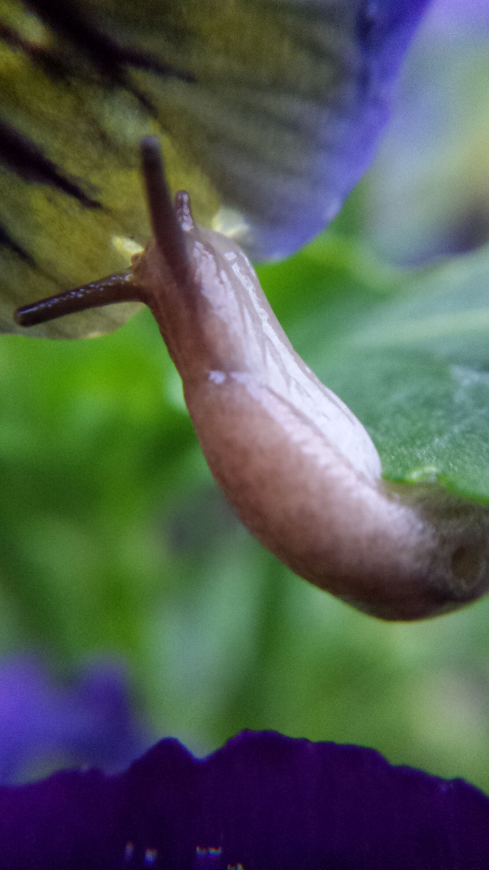 Samsung Galaxy S4 sample photo. Slug photography