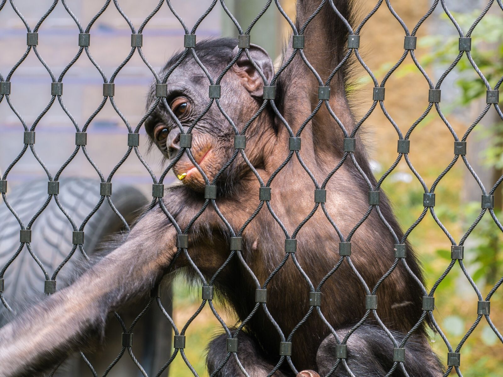 LUMIX G VARIO 100-300/F4.0-5.6II sample photo. Monkey, grid, foraging photography
