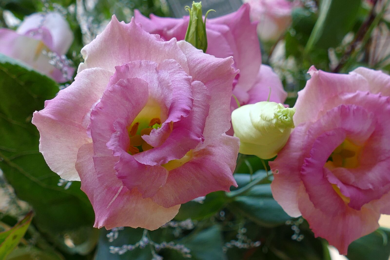 Panasonic Lumix DMC-FZ1000 sample photo. Flower, flora, bouquet photography
