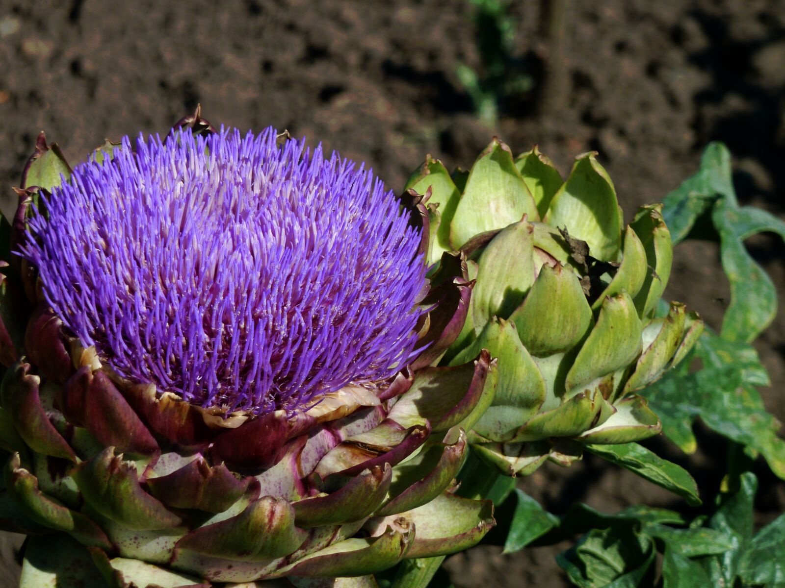 Panasonic DMC-TZ7 sample photo. Blossom, bloom, artichoke flower photography