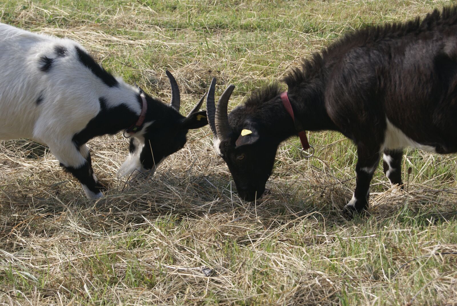 Sony Alpha DSLR-A330 sample photo. Goats, horns, animal photography