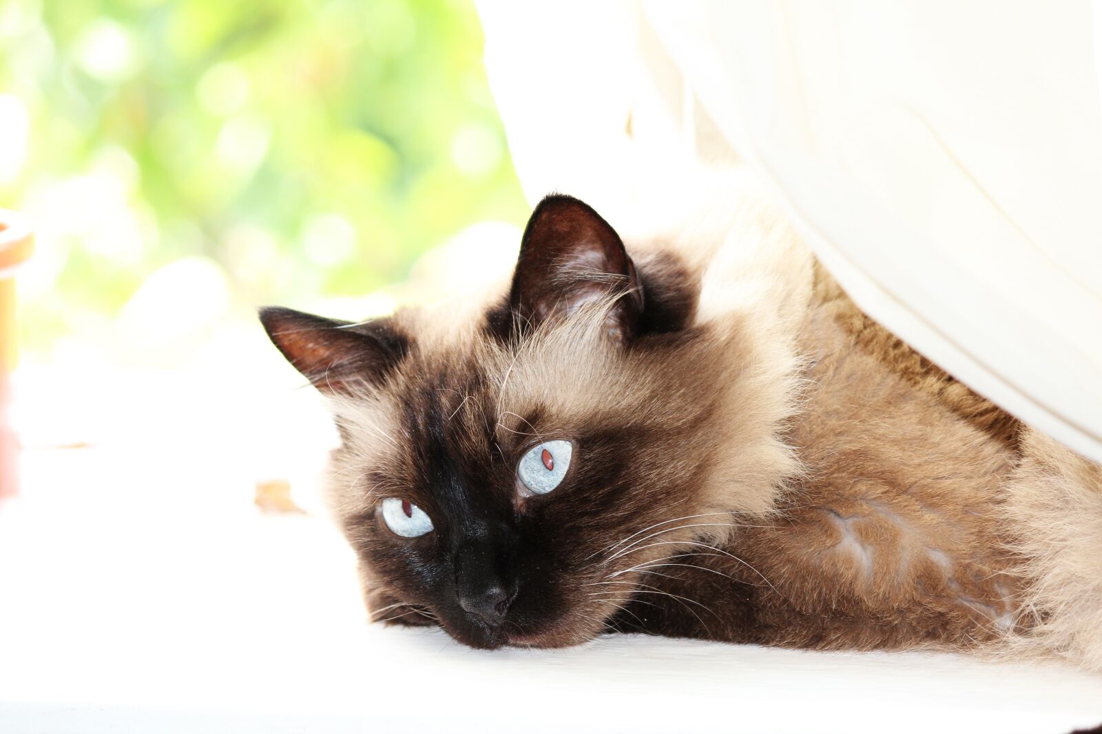Canon EOS 600D (Rebel EOS T3i / EOS Kiss X5) sample photo. Cat, tiger, leo photography