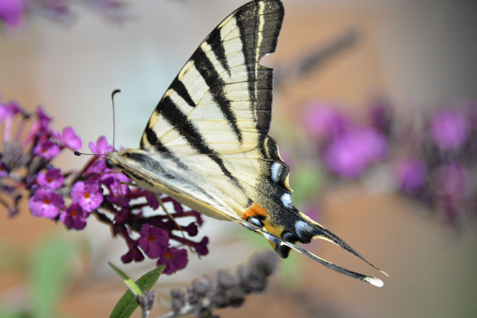 Nikon D610 sample photo. Butterfly, tigerprint, bug photography