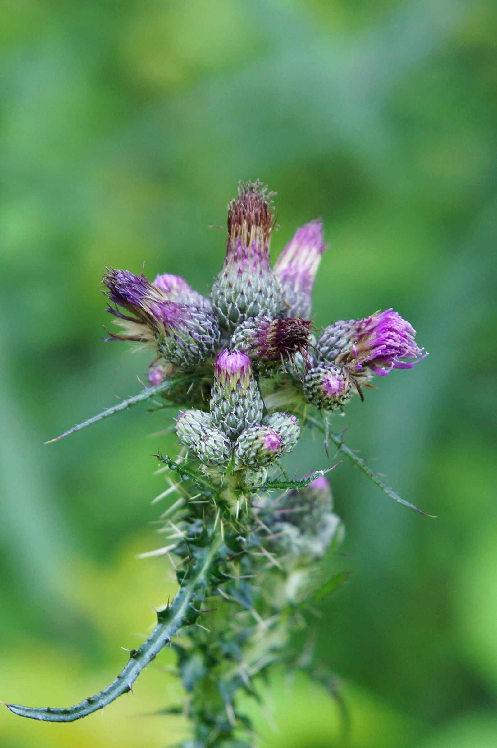 Sony SLT-A65 (SLT-A65V) + 24-70mm F2.8 sample photo. Nature, plant, thistle photography