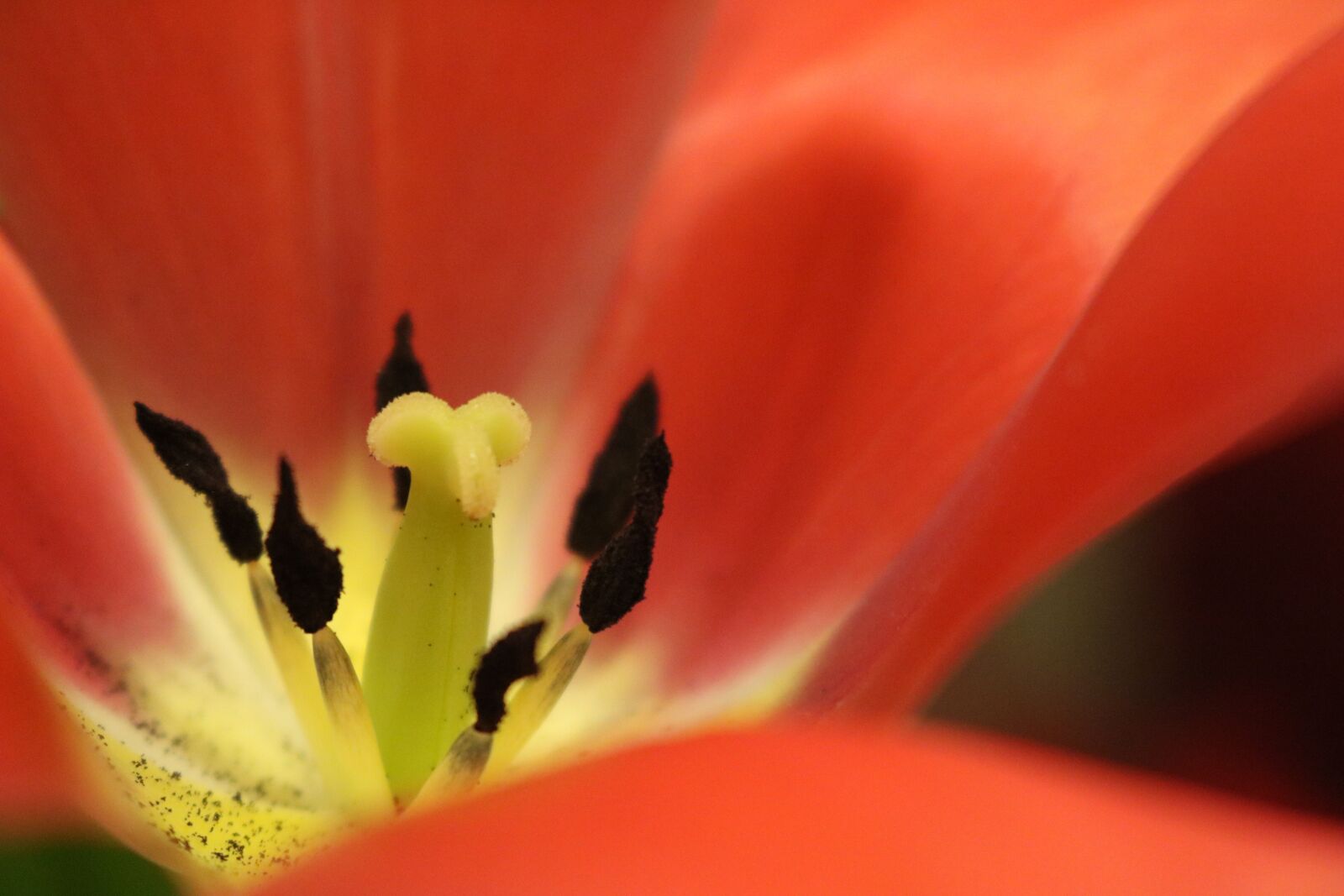 Canon EOS 750D (EOS Rebel T6i / EOS Kiss X8i) sample photo. Tulip, flower, spring flowers photography