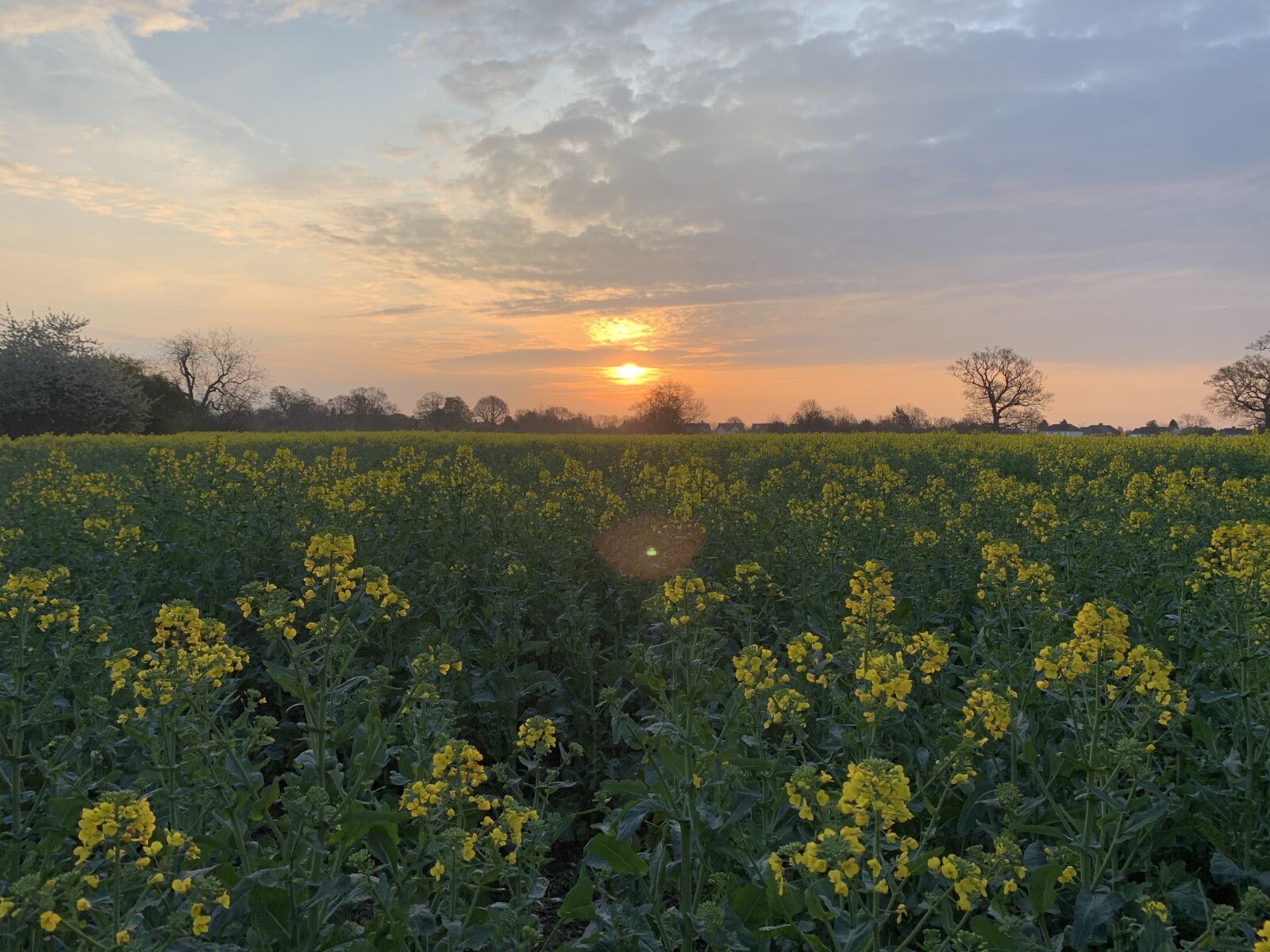 iPhone XS back dual camera 4.25mm f/1.8 sample photo. Sunrise, field, nature photography