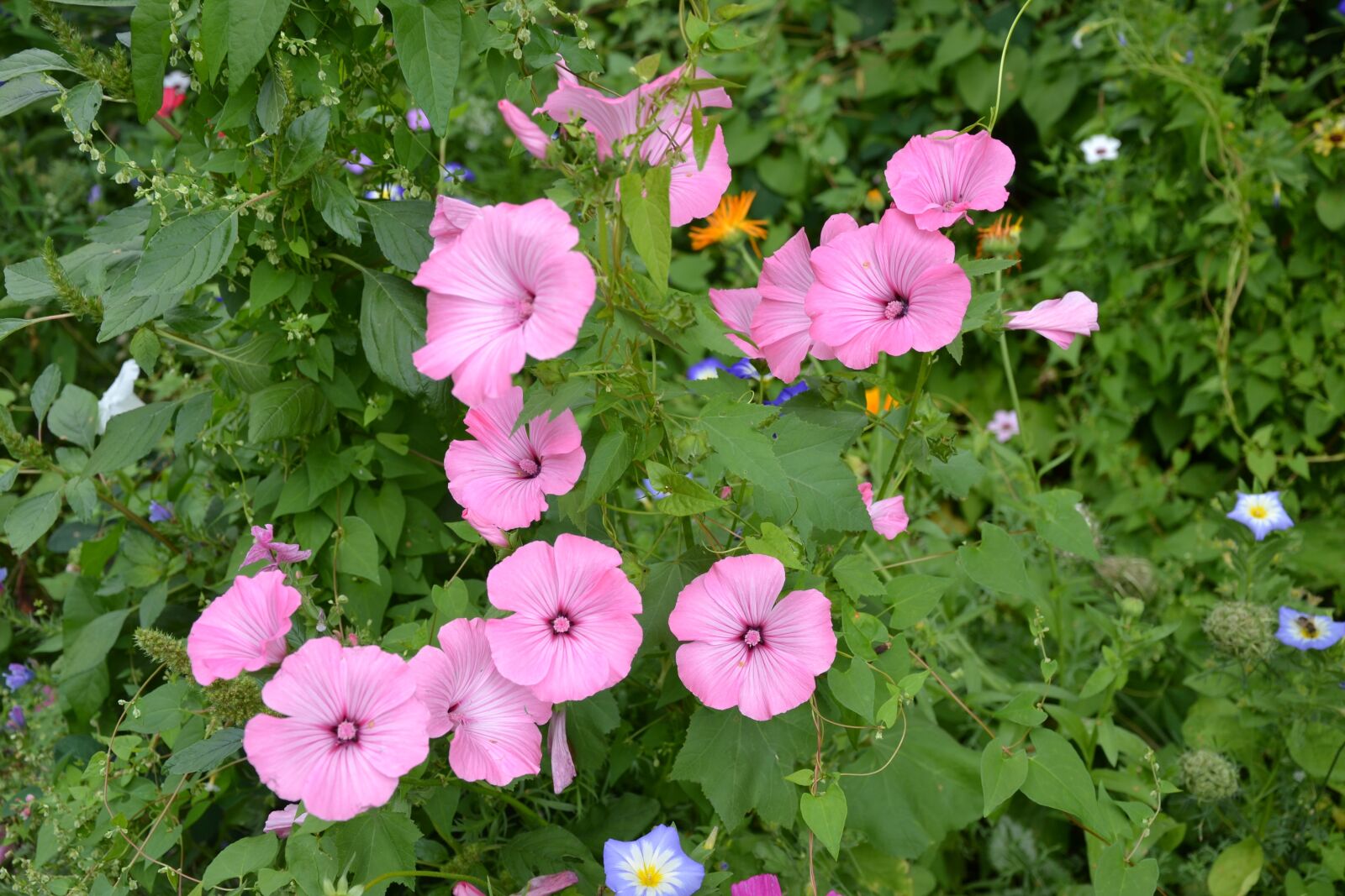 Nikon D3100 sample photo. Colorful variety, flowers, beautiful photography