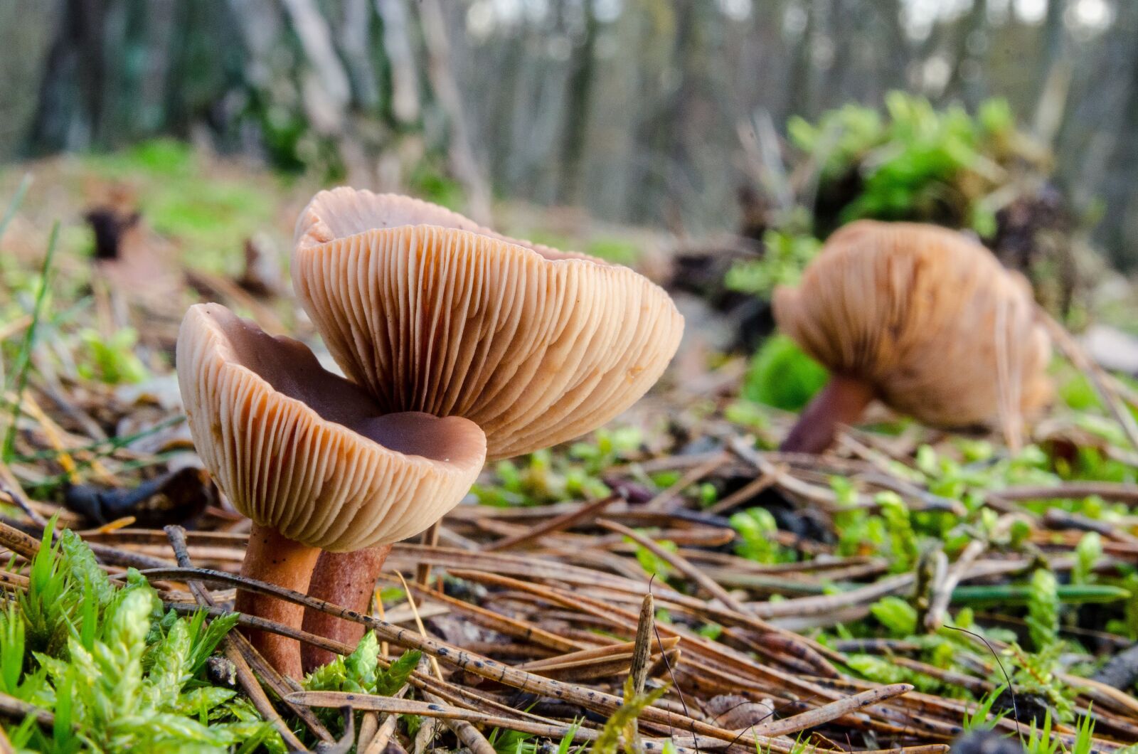 Nikon D7000 sample photo. Forest, green, nature photography