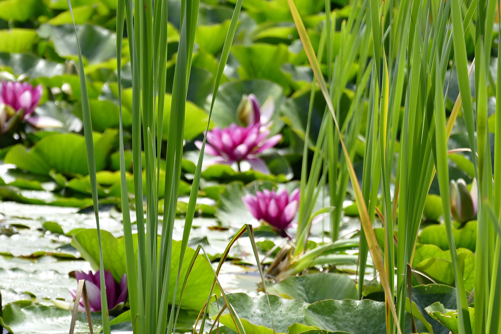 Panasonic Lumix DMC-FZ1000 sample photo. Pond, water lilies, water photography