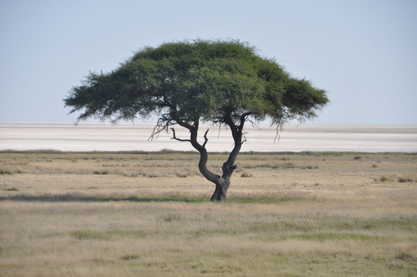 Nikon D5000 sample photo. Tree, etosha, salt pan photography