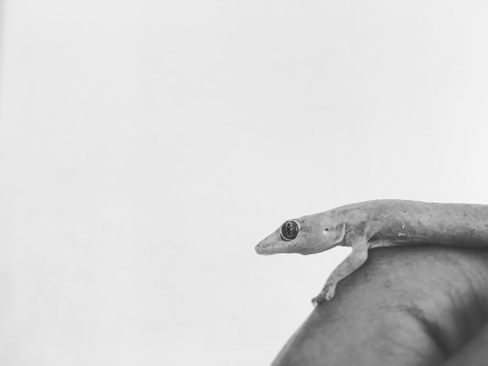 Apple iPhone 6s sample photo. Lizard, gecko, reptile photography
