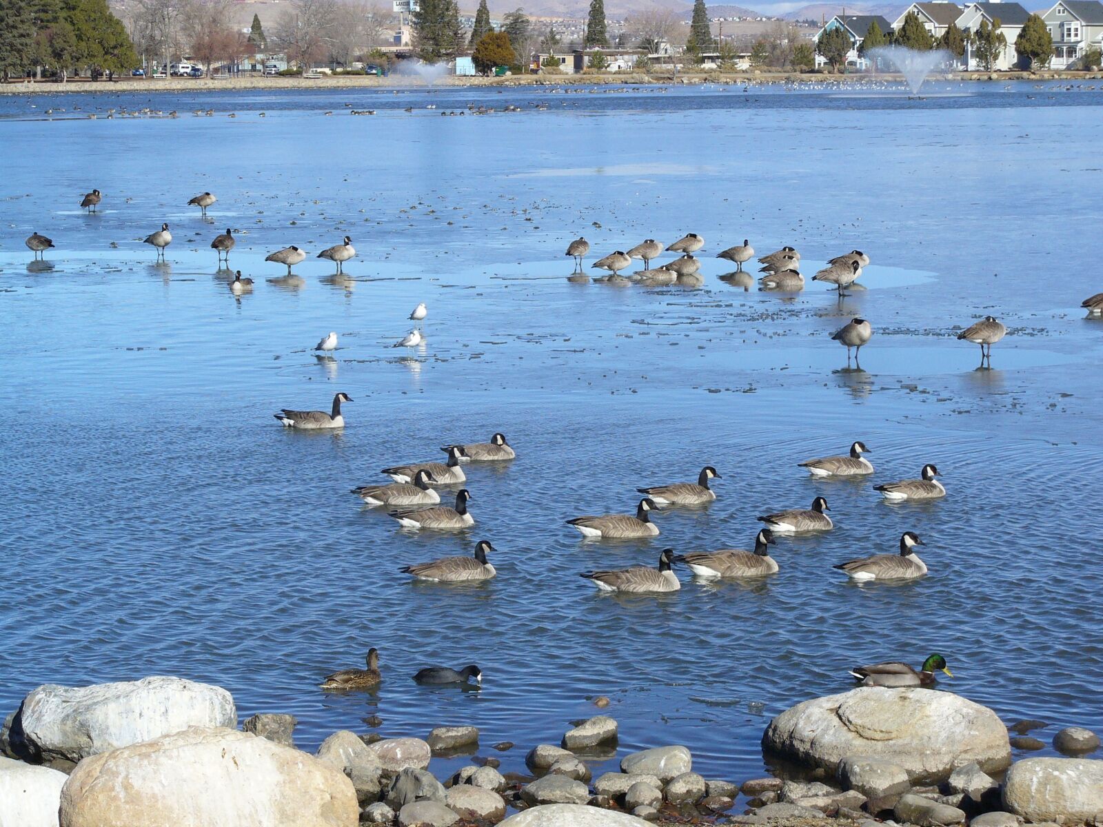 Panasonic DMC-LZ3 sample photo. Pond, canadian geese, migration photography