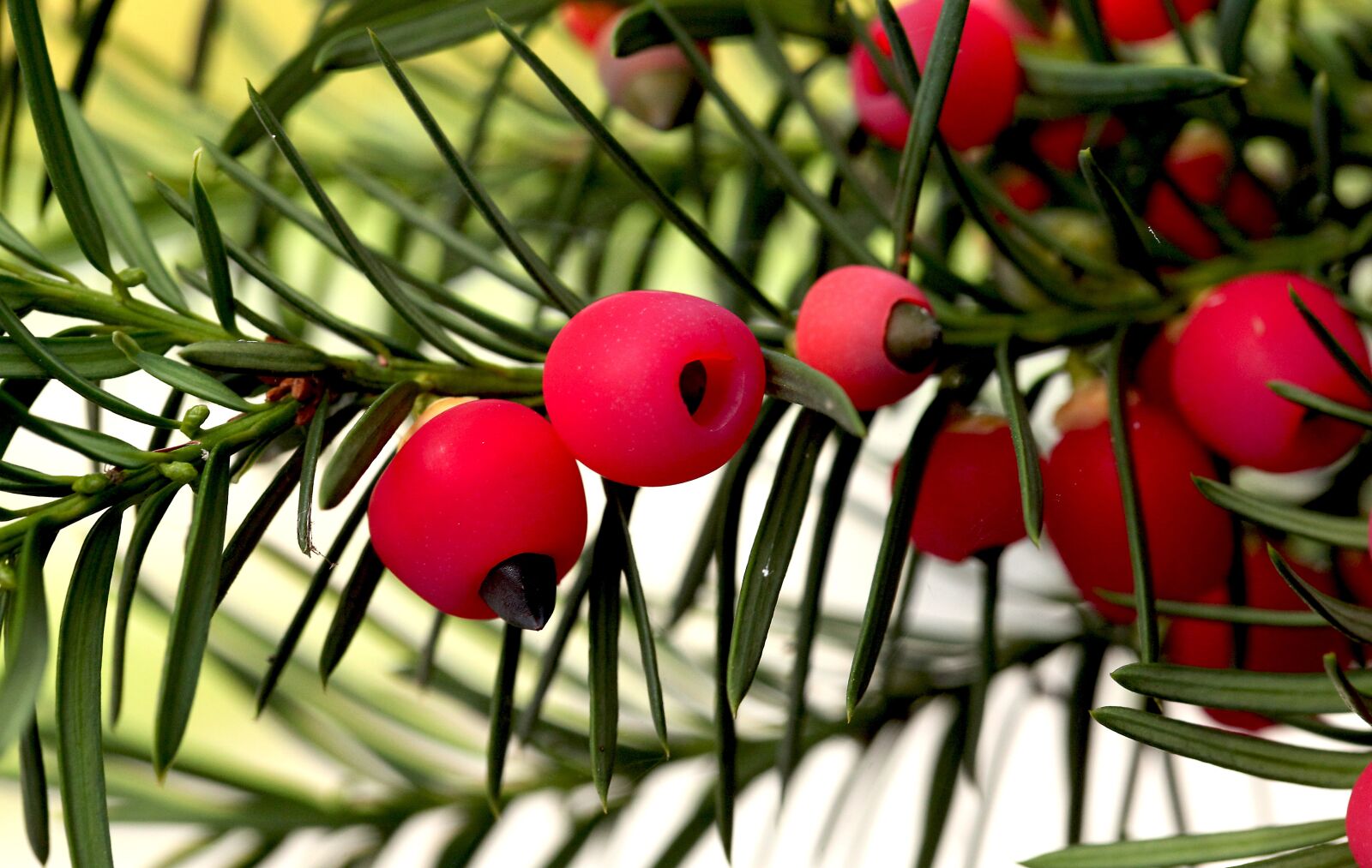 Canon EOS 5D Mark II sample photo. Bush, pine, cis photography