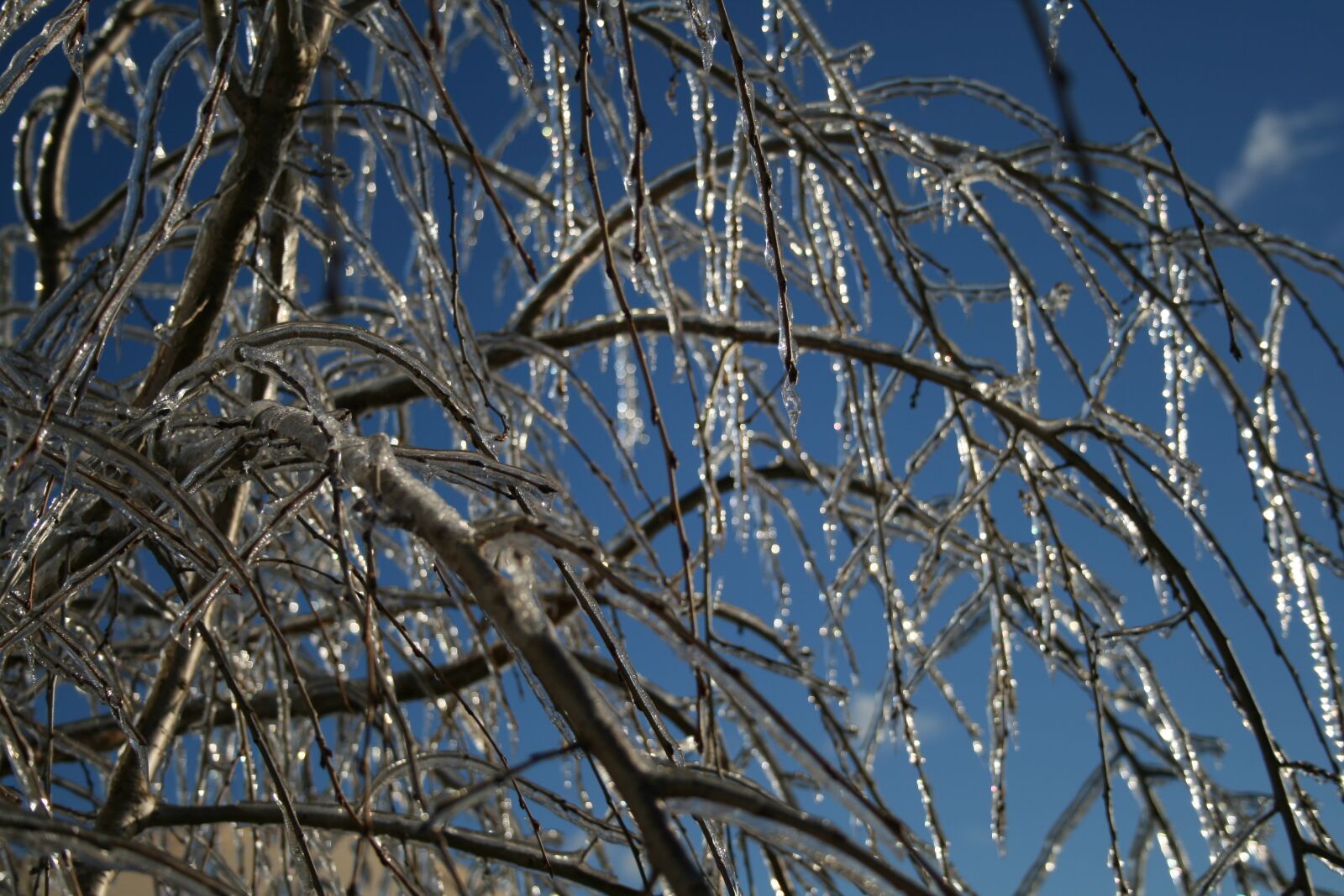 Canon EOS 400D (EOS Digital Rebel XTi / EOS Kiss Digital X) sample photo. Ice, tree, sky photography