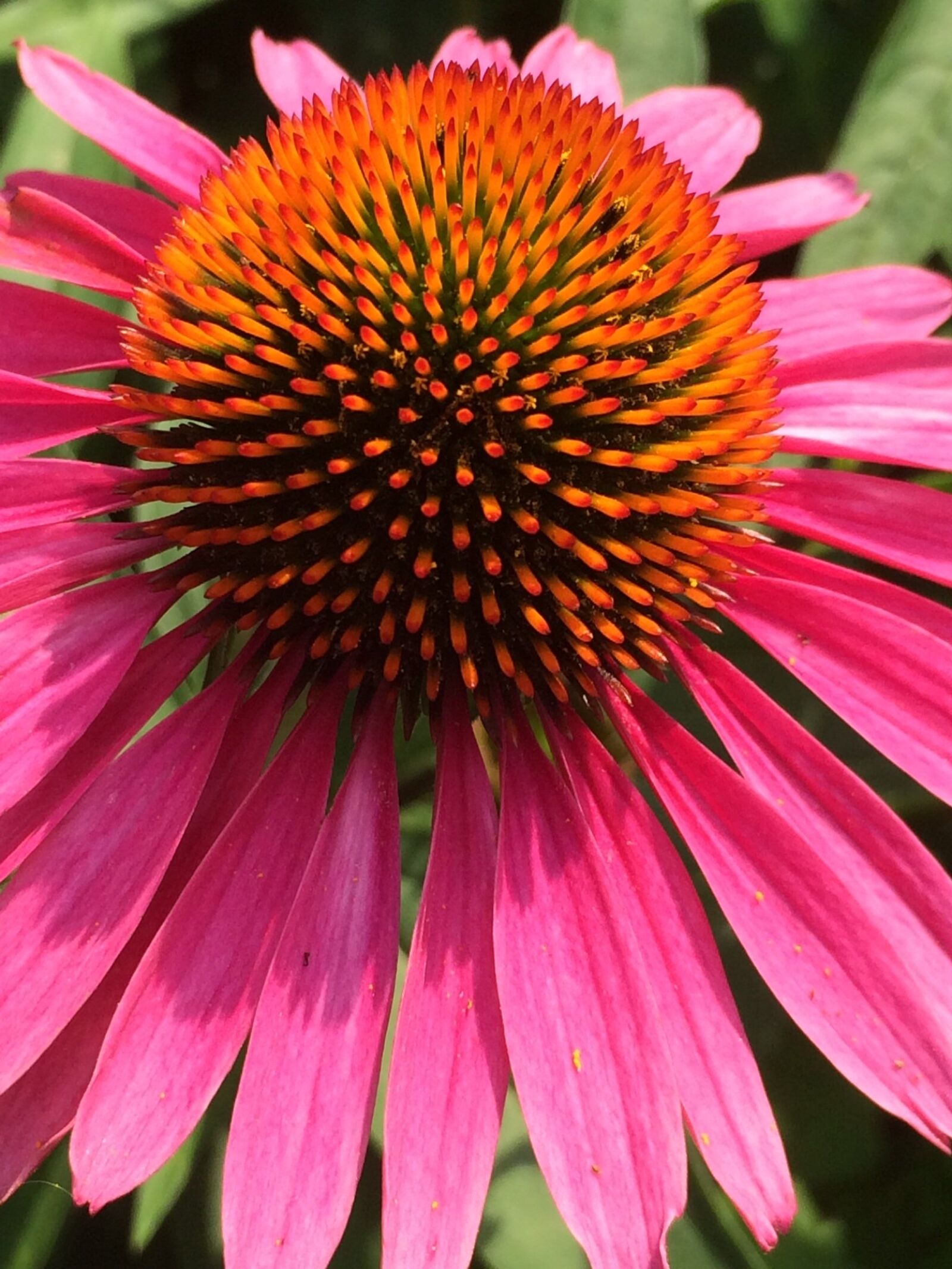 Apple iPhone 5s sample photo. Pink, cone flower, flower photography