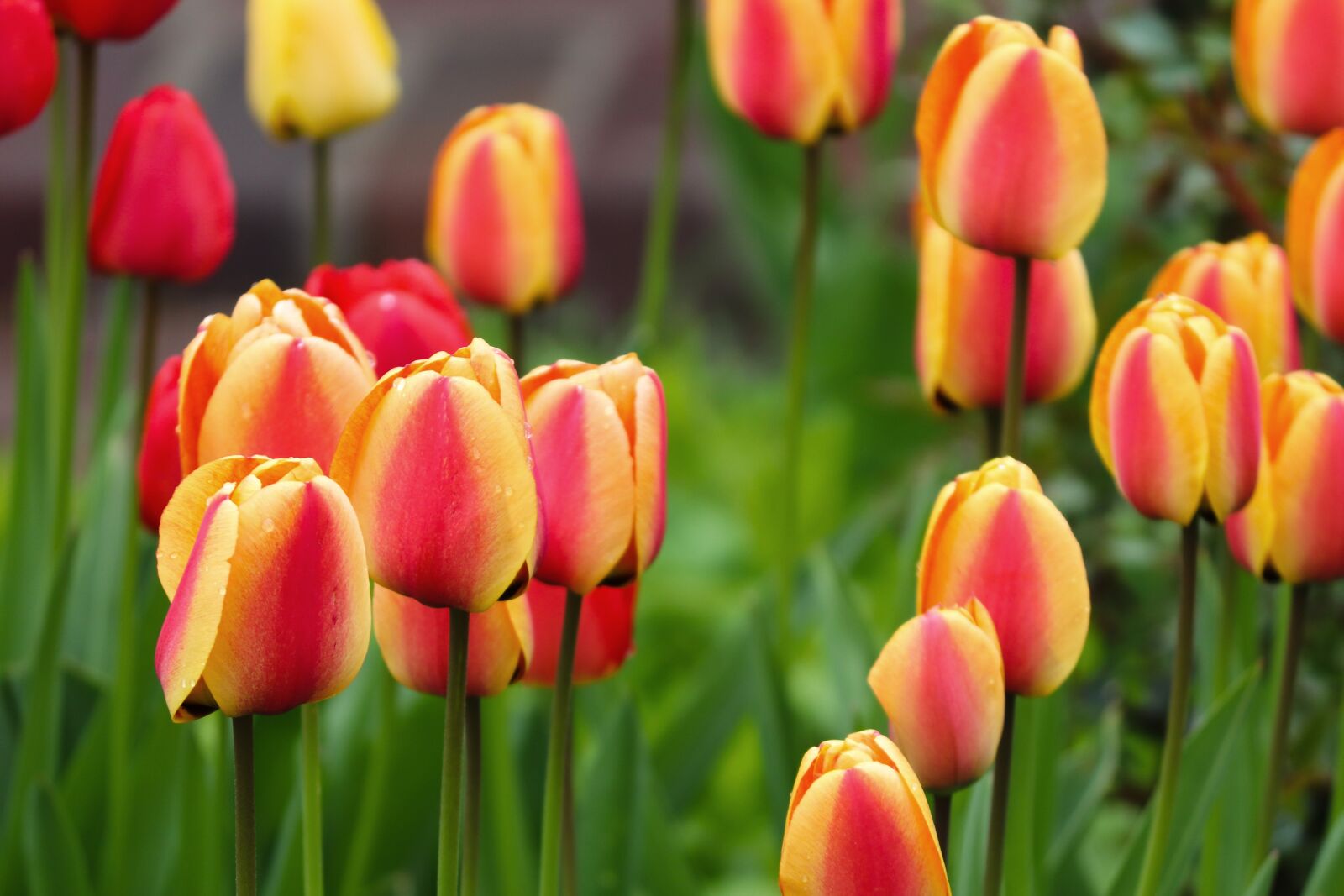 Canon EOS 200D (EOS Rebel SL2 / EOS Kiss X9) sample photo. Tulips, orange, yellow photography